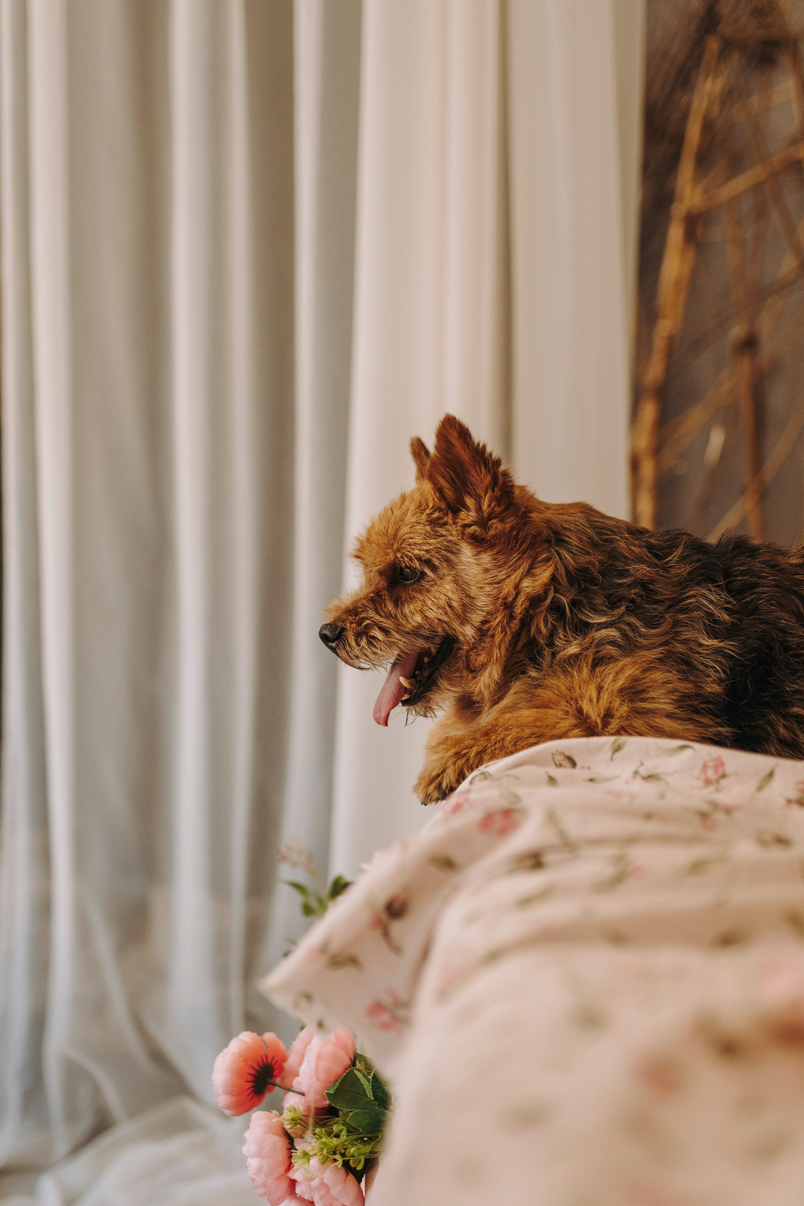 Маша и Рамси. Фотограф анималист в Спб недорого Олеся Майорова