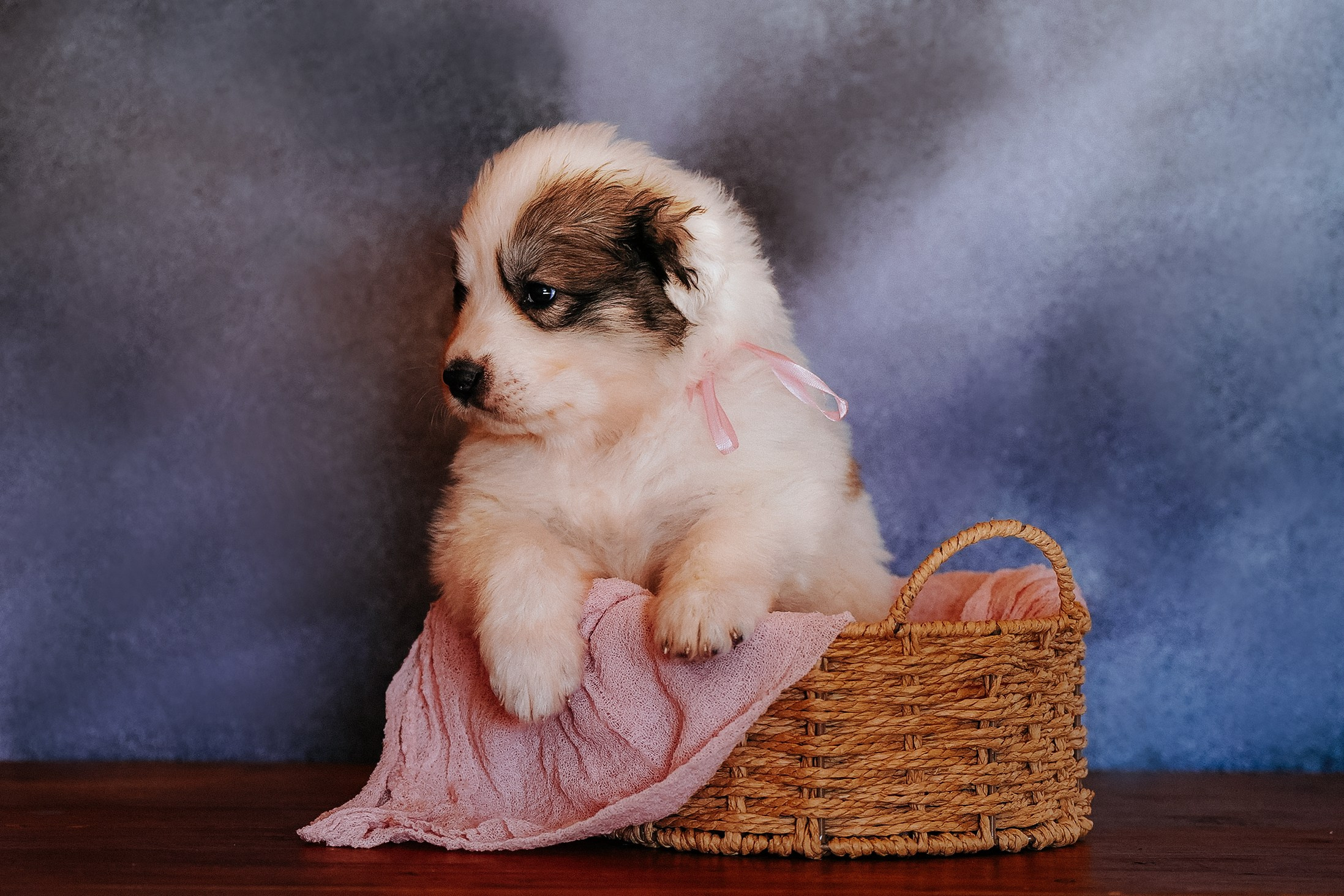 Пиренейские горные. Фотограф анималист в Спб недорого Олеся Майорова