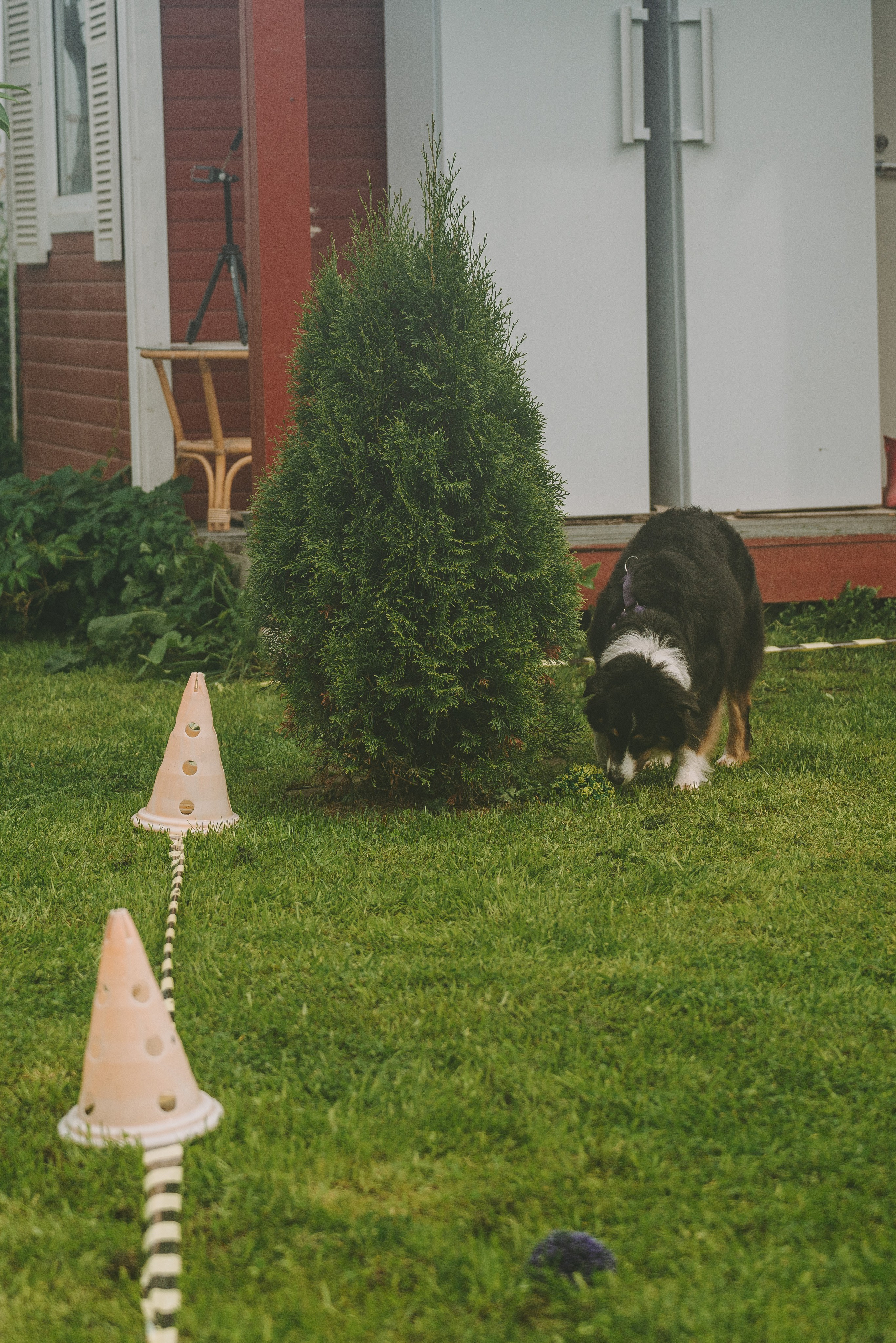 Соревнования по ноузворку в Новожилово. Фотограф анималист в Спб недорого Олеся Майорова