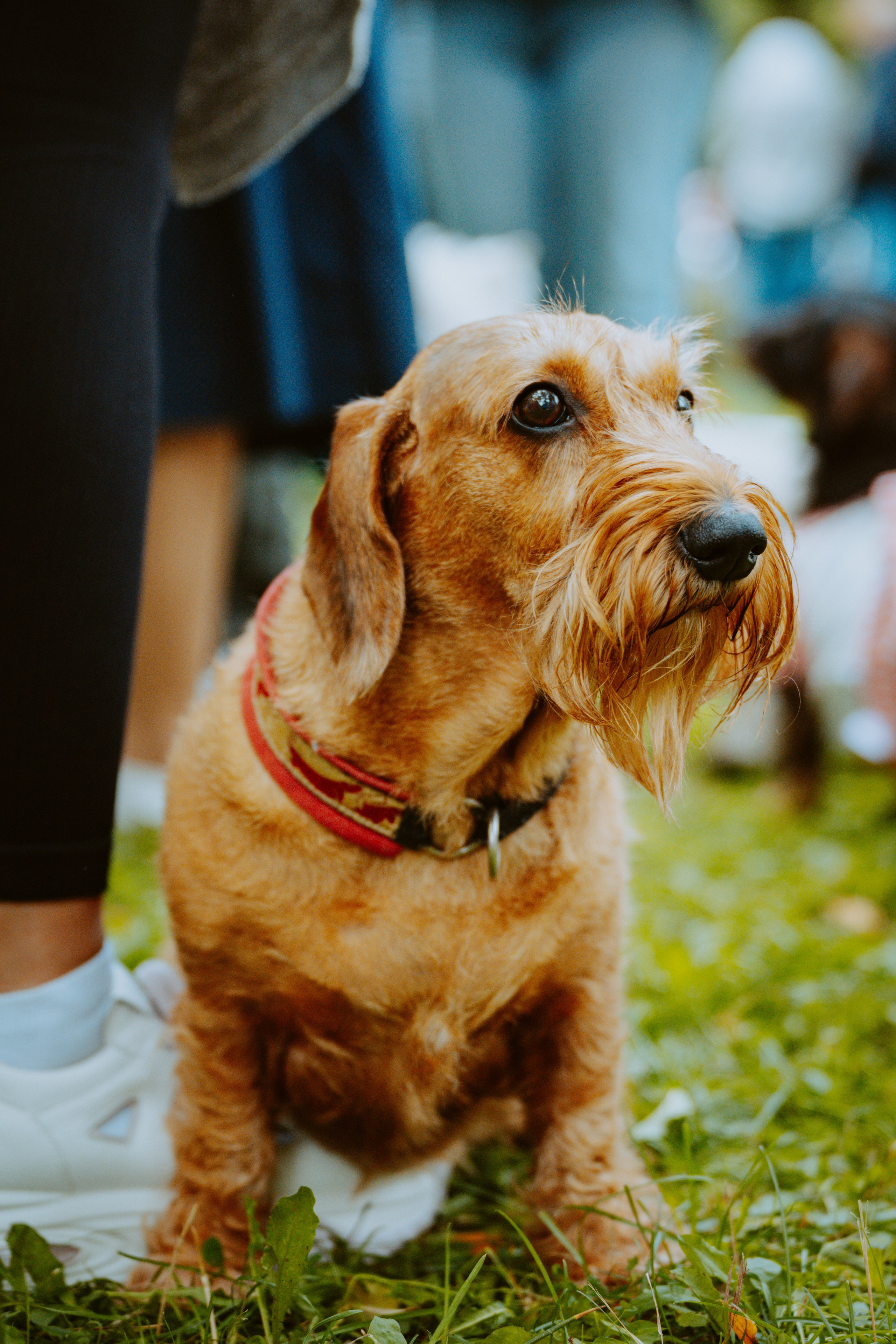 Такспарад. Фотограф анималист в Спб недорого Олеся Майорова