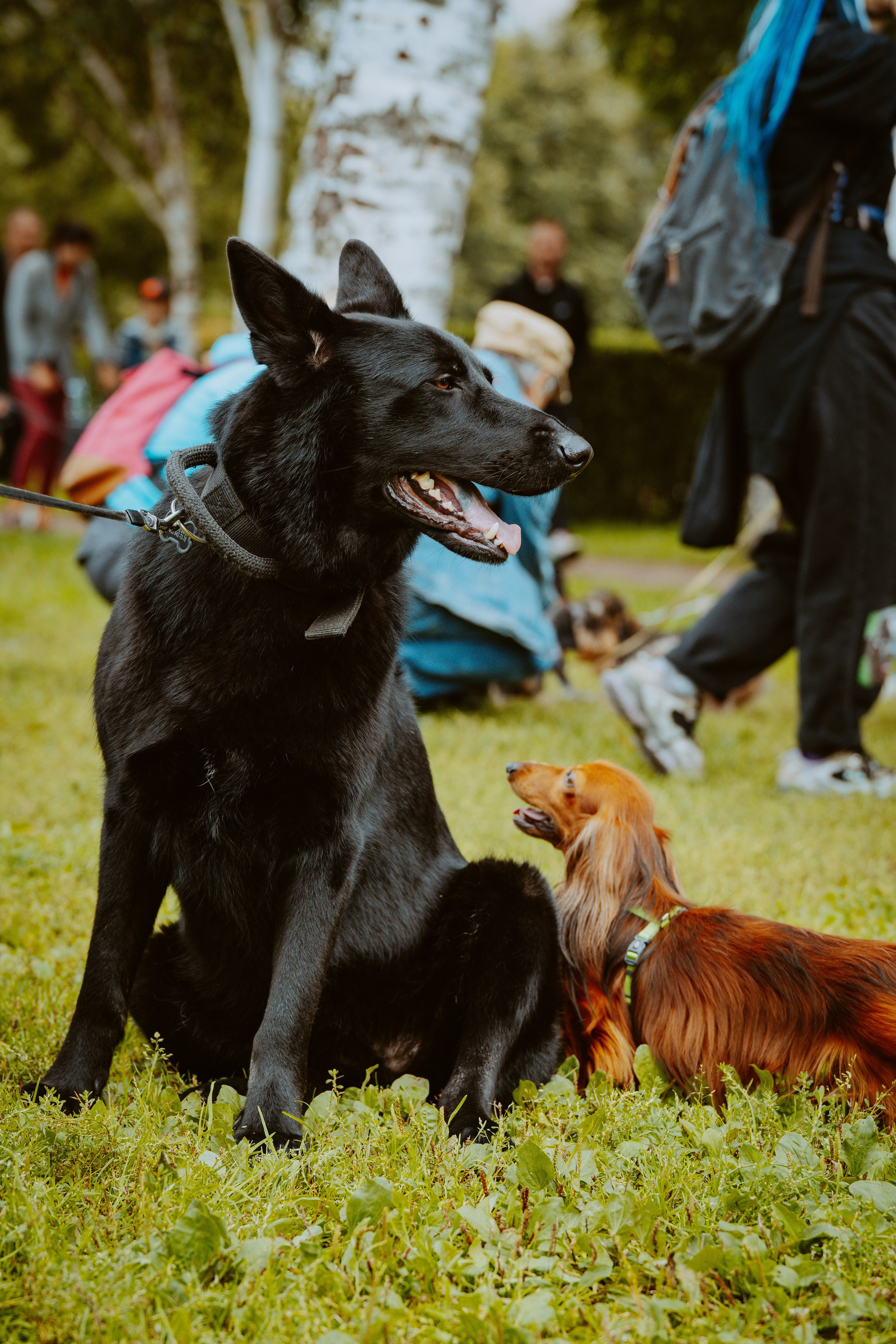 Такспарад. Фотограф анималист в Спб недорого Олеся Майорова