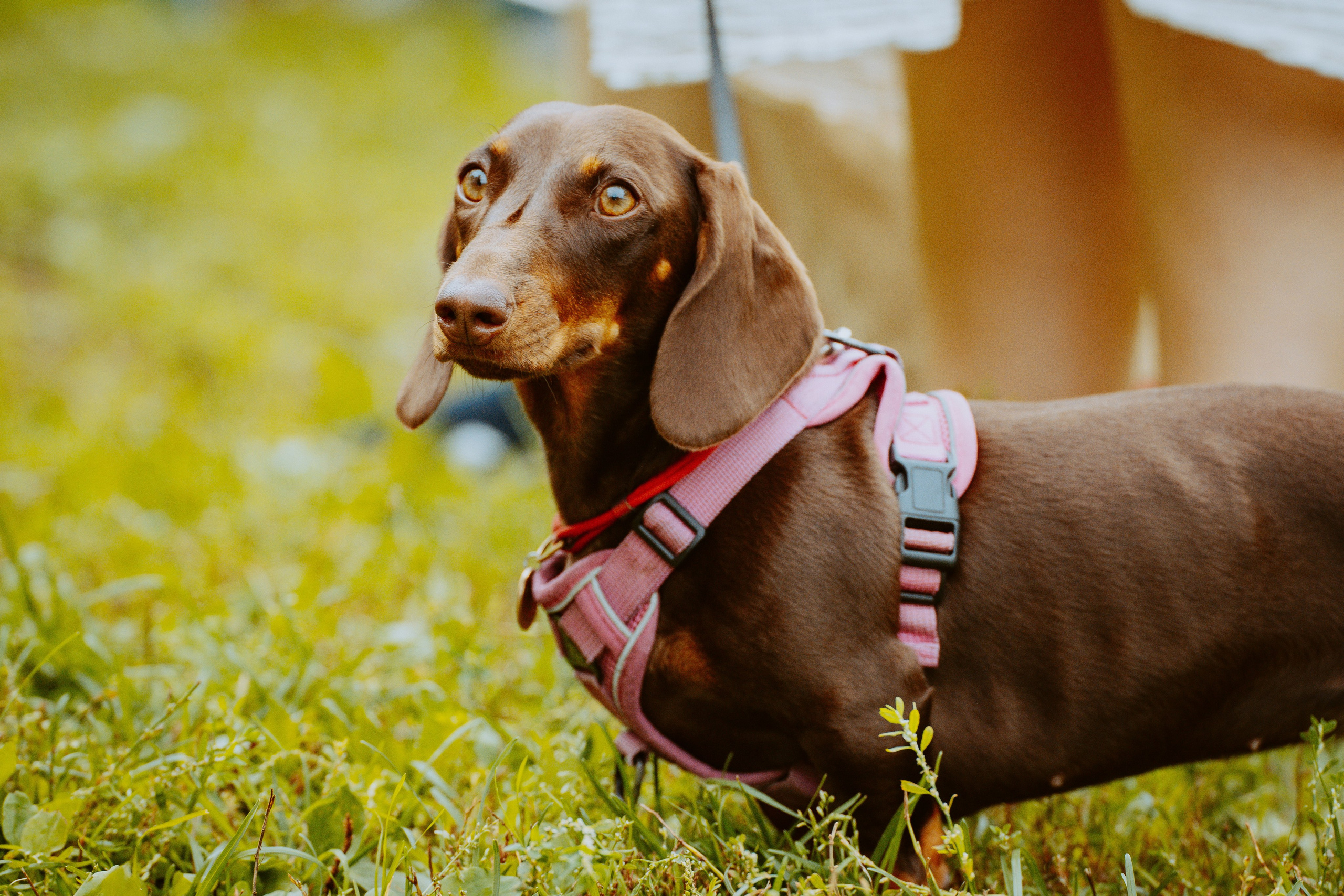 Такспарад. Фотограф анималист в Спб недорого Олеся Майорова