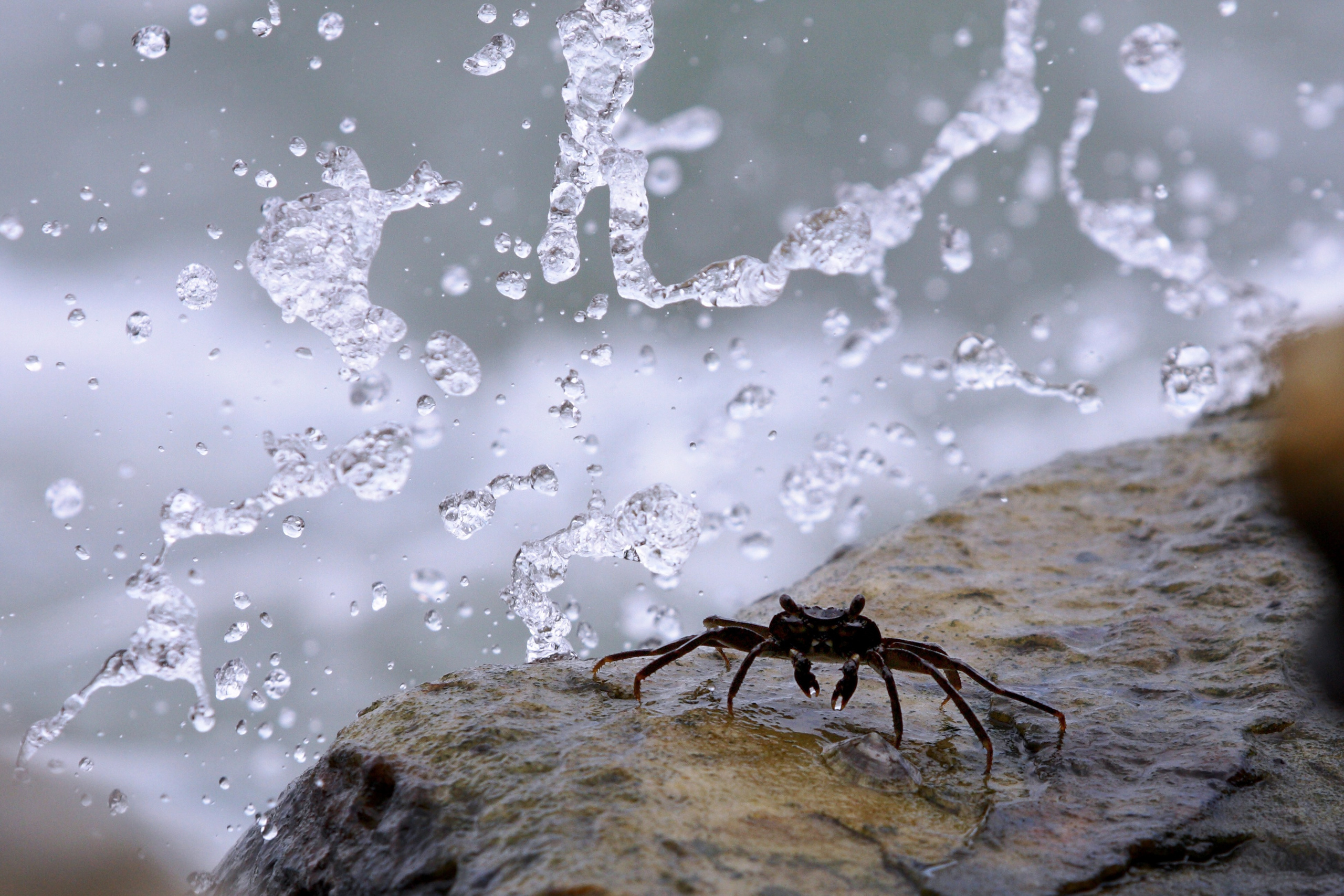 Фото. Фотограф Лагутин Анатолий