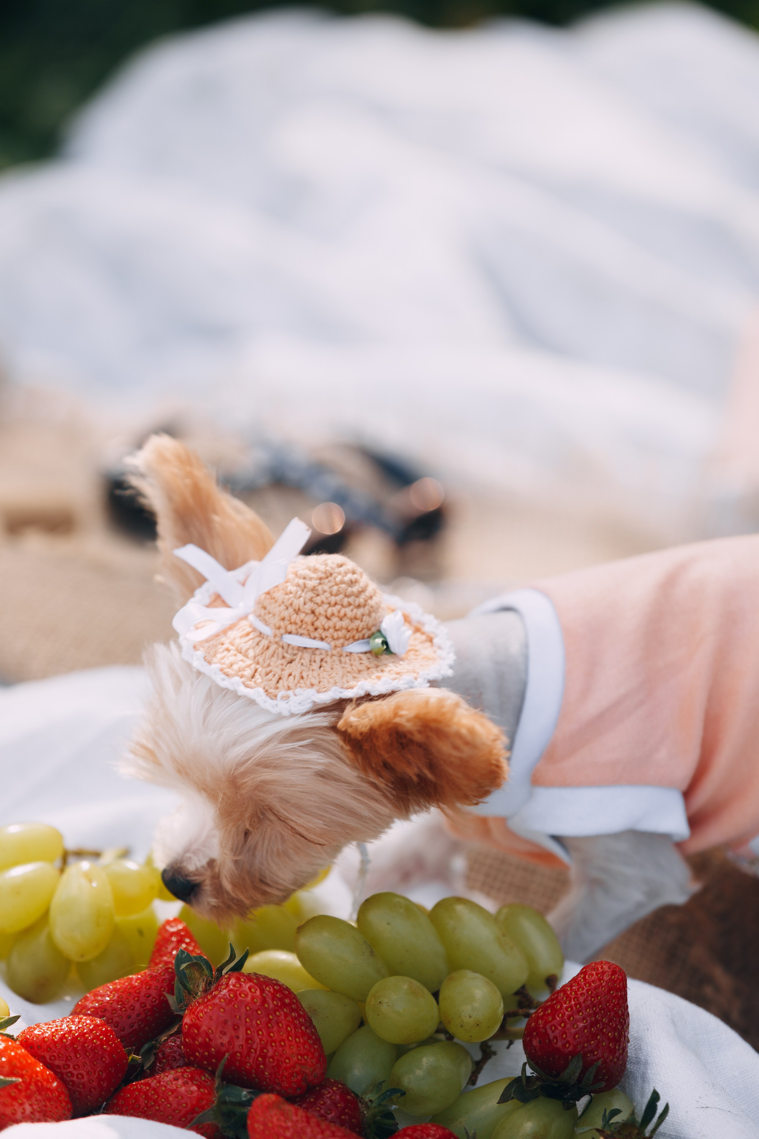 Оля, Патрик, Мейли и Джонни. Фотограф анималист Кристина Карпова, Москва