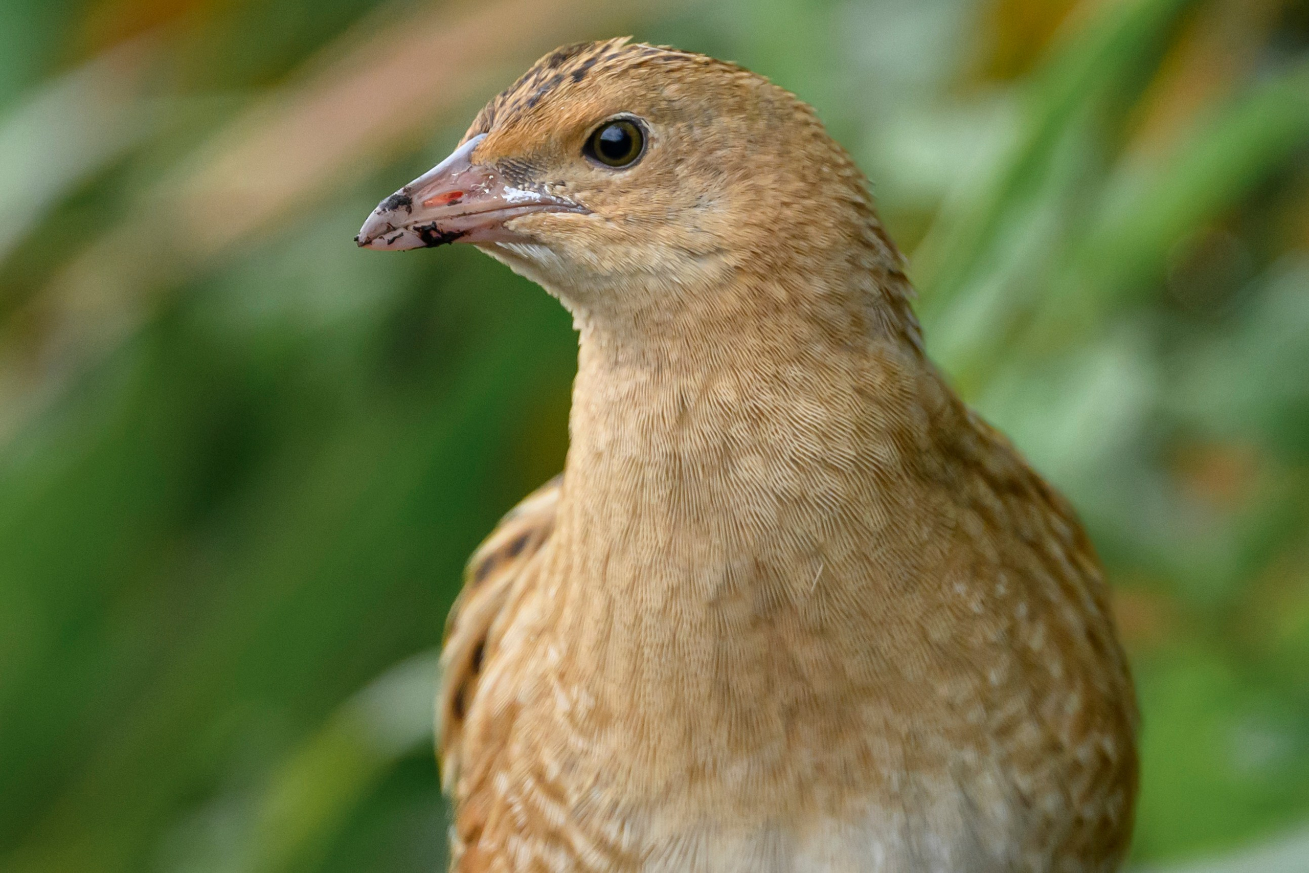 Коростель, кукушка, каменка. Wildlife photography by Sergey Puponin