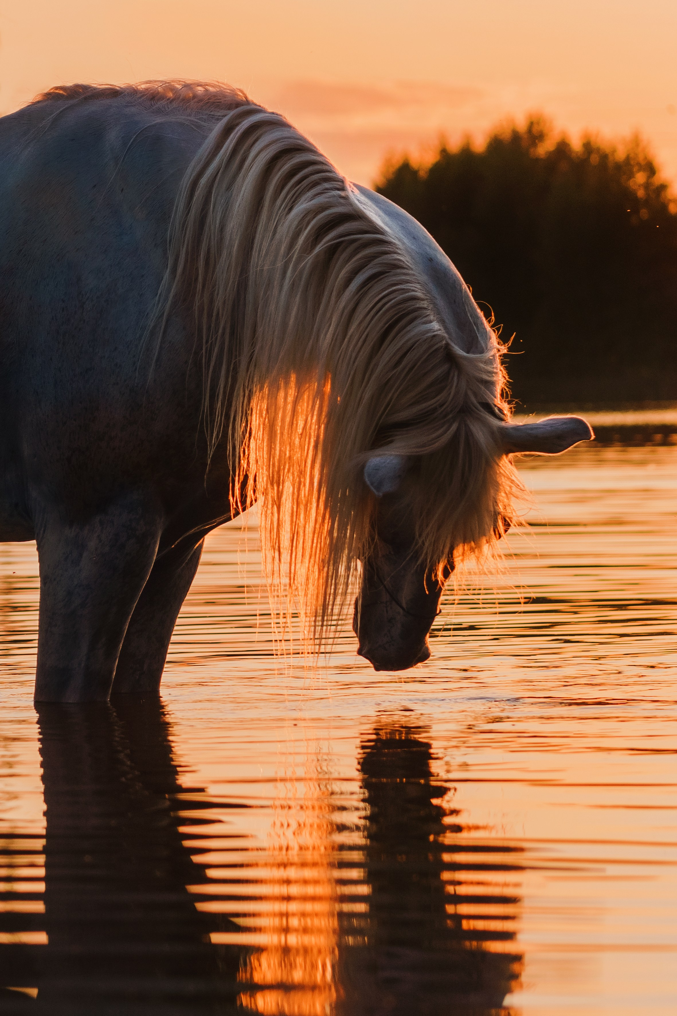 Life with horse. Saamill