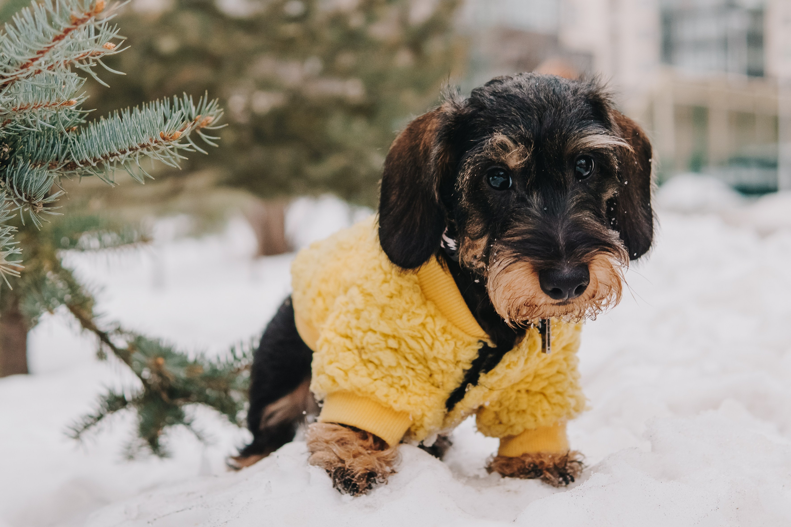 Life with dog. Saamill