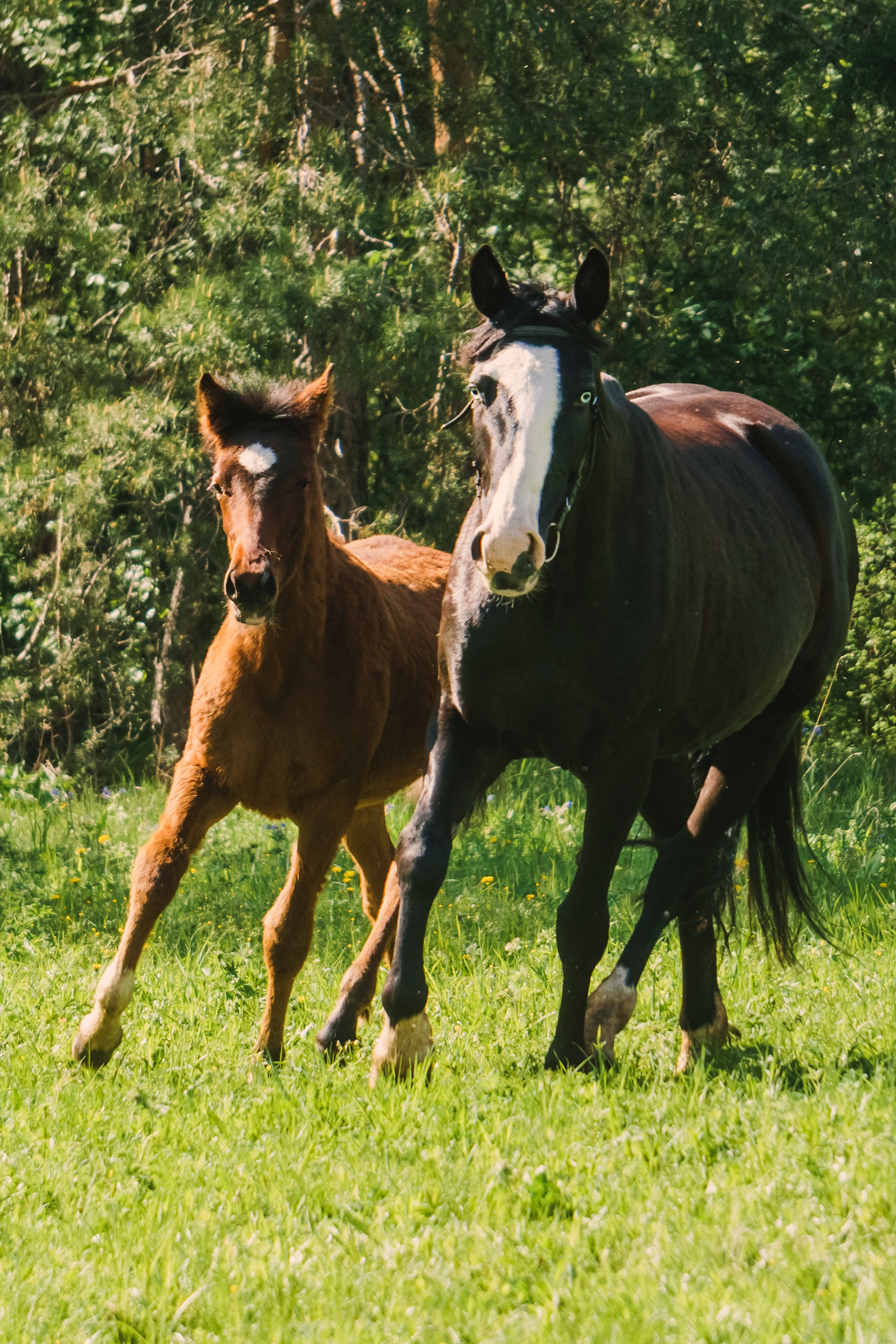 Life with horse. Saamill