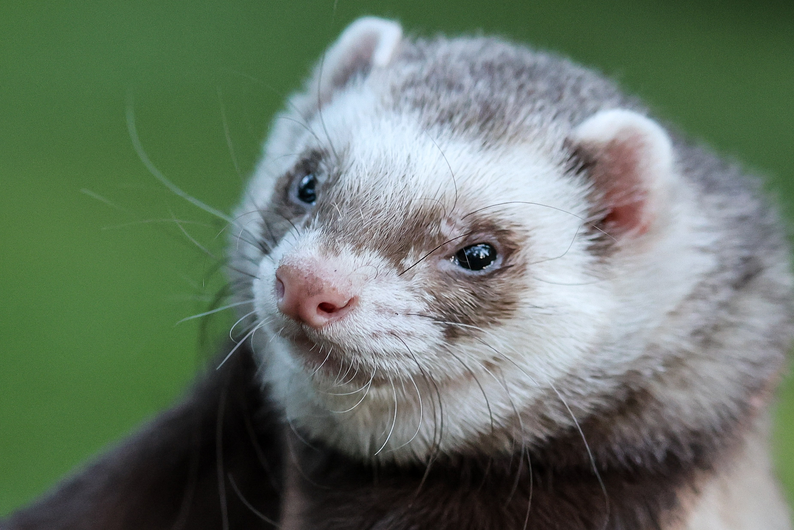 В мире животных. Фотограф Дмитрий Алексеев