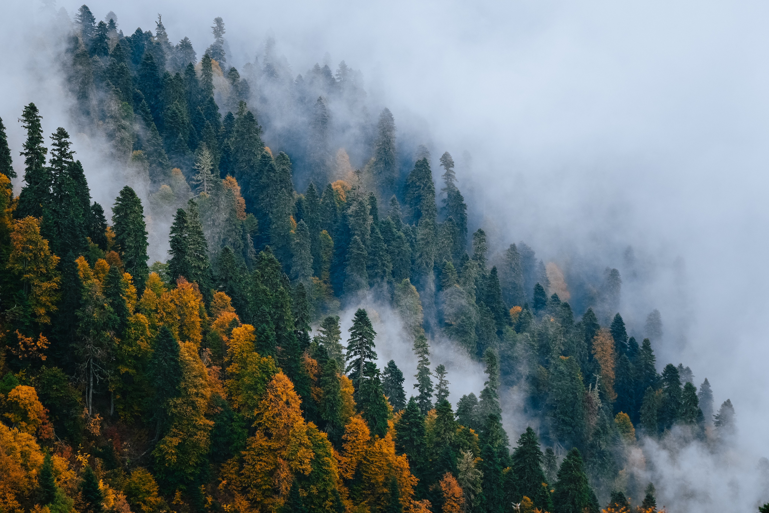 Роза Пик, тропа Турья ✽ Октябрь. Репортажный фотограф | Роза Хутор Красная Поляна Сочи Сириус