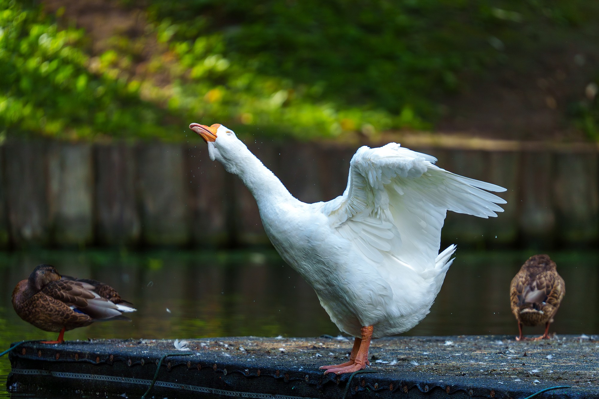 Удивительные мир птиц. Вокруг нас столько прекрасного — присмотритесь!. Ваш личный фотограф Марина Волкова