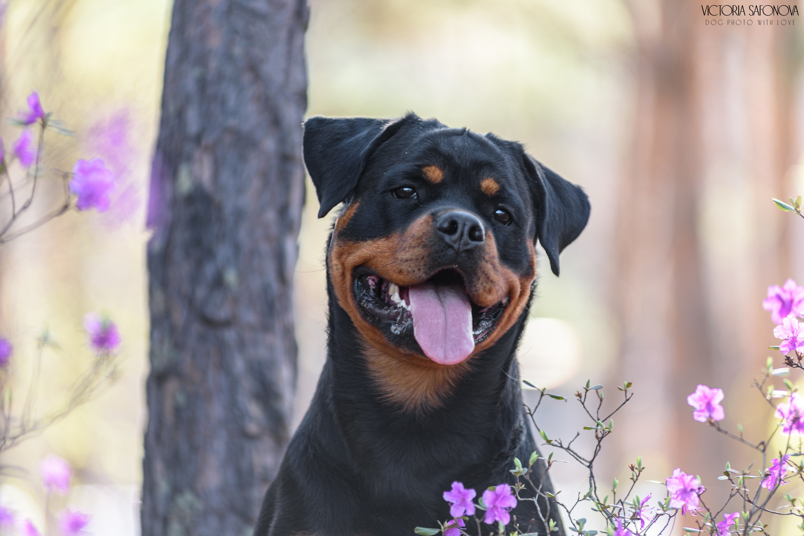 Лера 07.05.2023. Фотограф анималист Благовещенск. Сафонова Виктория