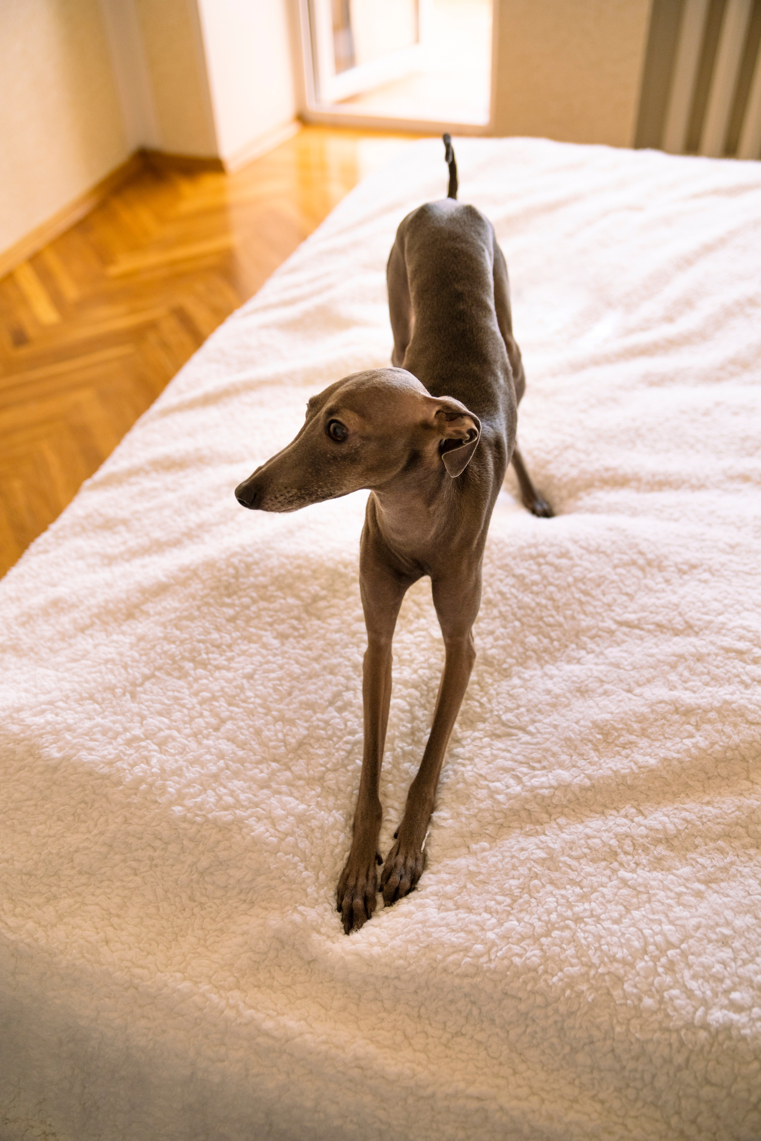 Грэй. Фотограф в Самаре Анастасия Афанасьева