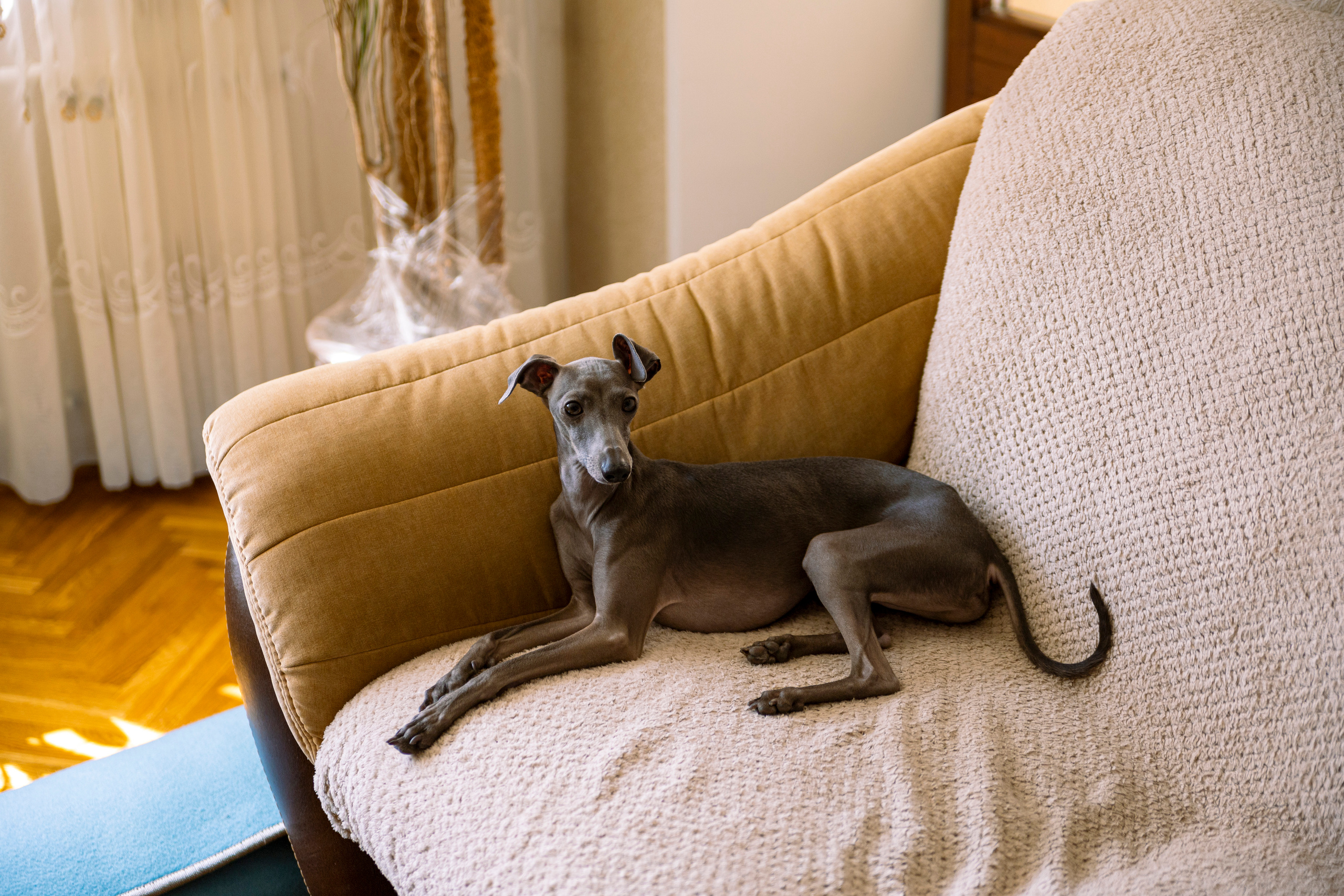 Грэй. Фотограф в Самаре Анастасия Афанасьева