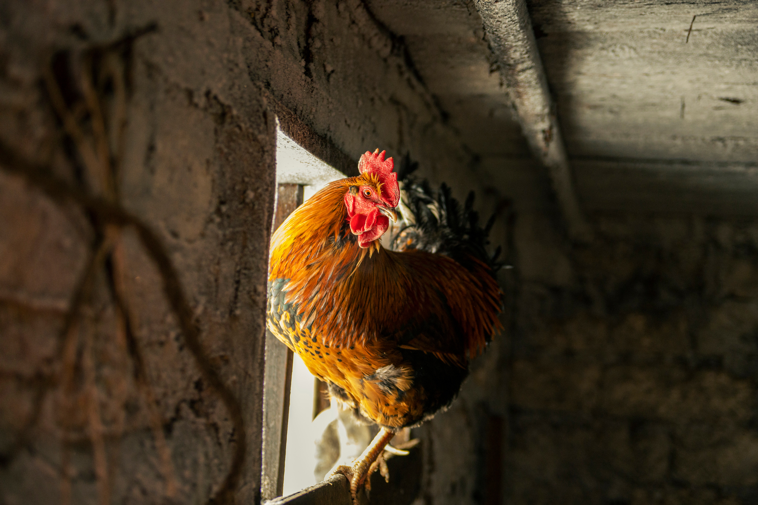 Русская зима. Фотограф в Самаре Анастасия Афанасьева