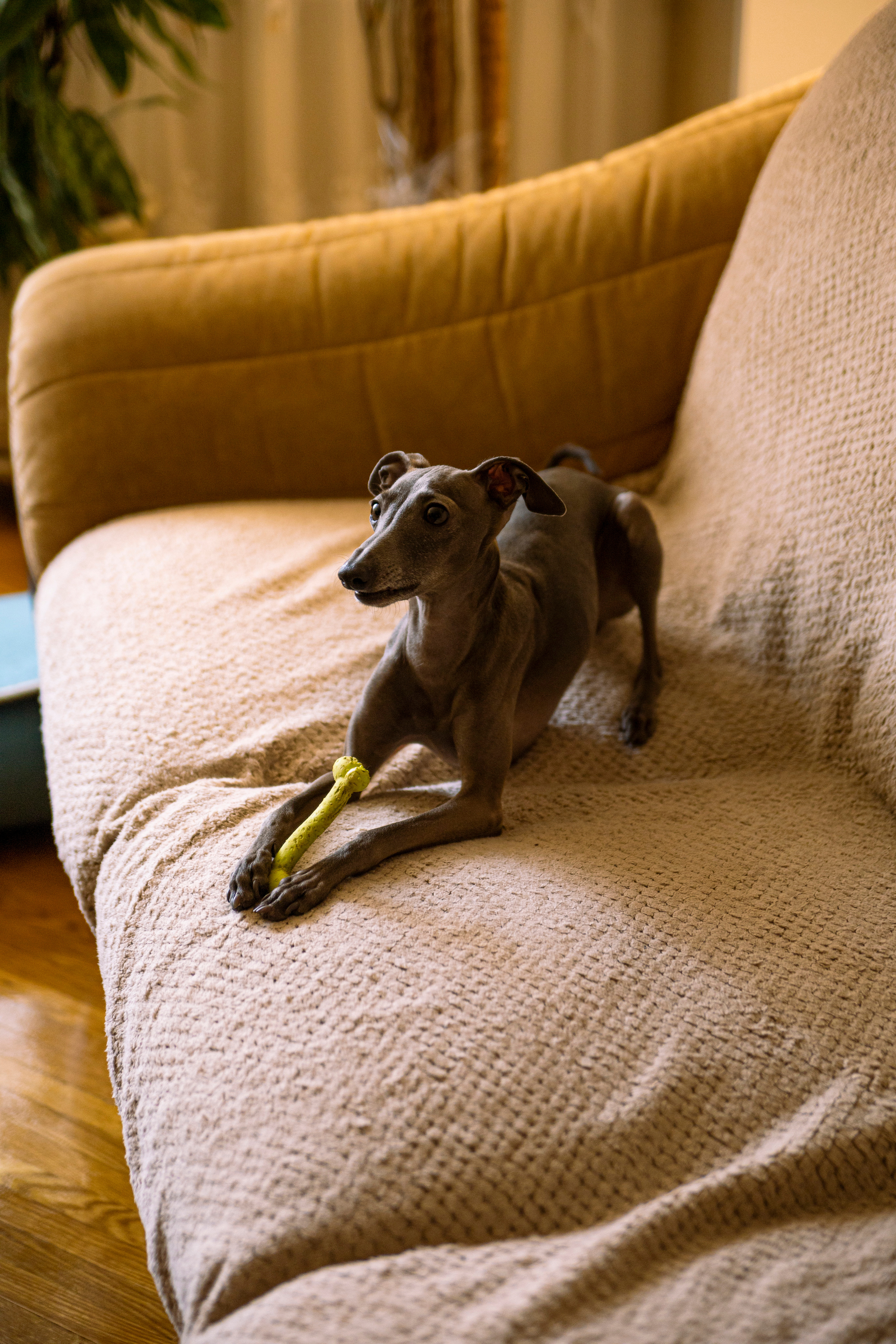 Грэй. Фотограф в Самаре Анастасия Афанасьева