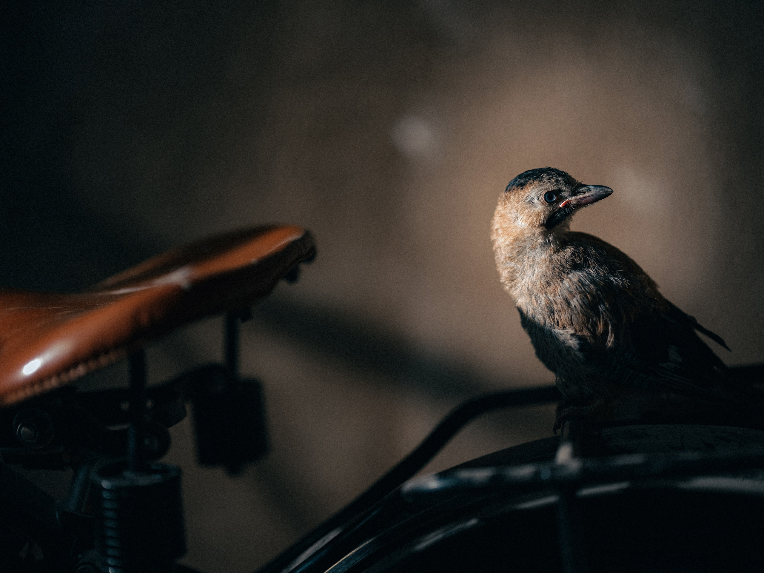 Съемка мотоцикла 1908 года производства для частной коллекции. Фотограф Олег Сотник