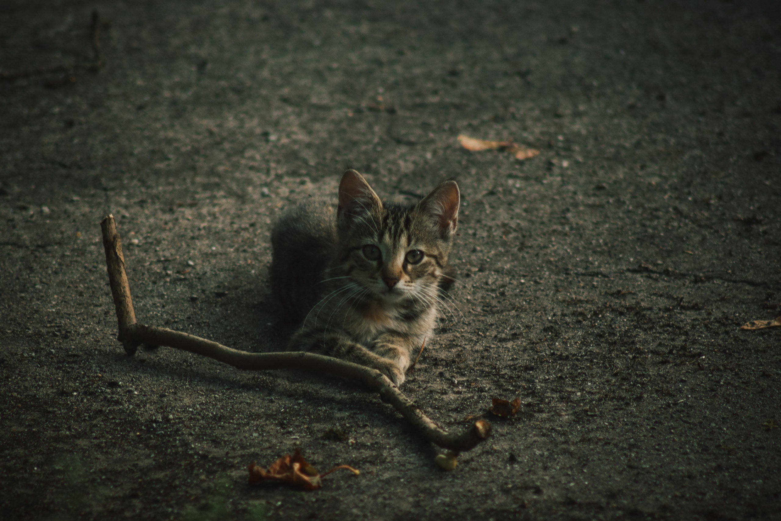 Р А З Н Ы Е — К О Т Ы. — Digital Noise —