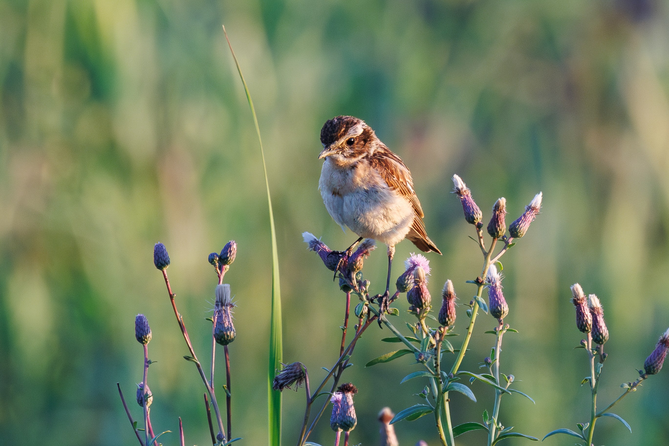 Птицы Москворецкого пойменного заказника. Птицы парков г. Люберцы