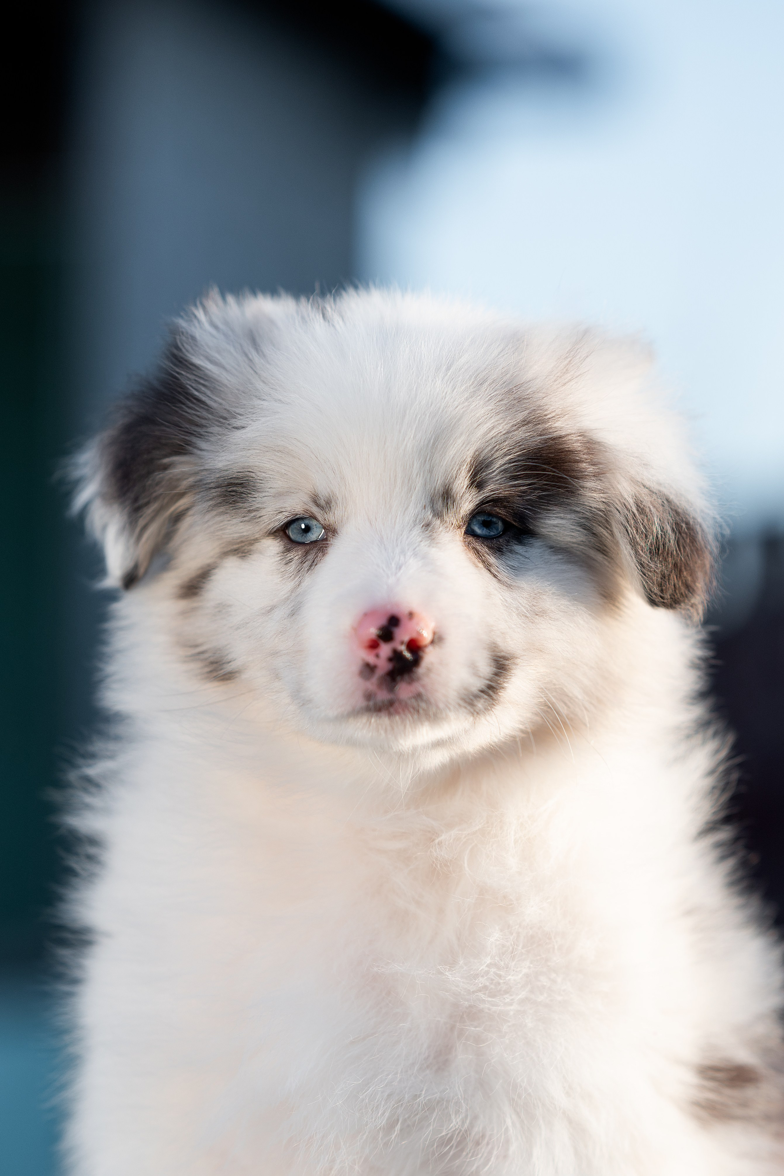 Заводчик Влада Эльман. Творческий фотограф Вологда