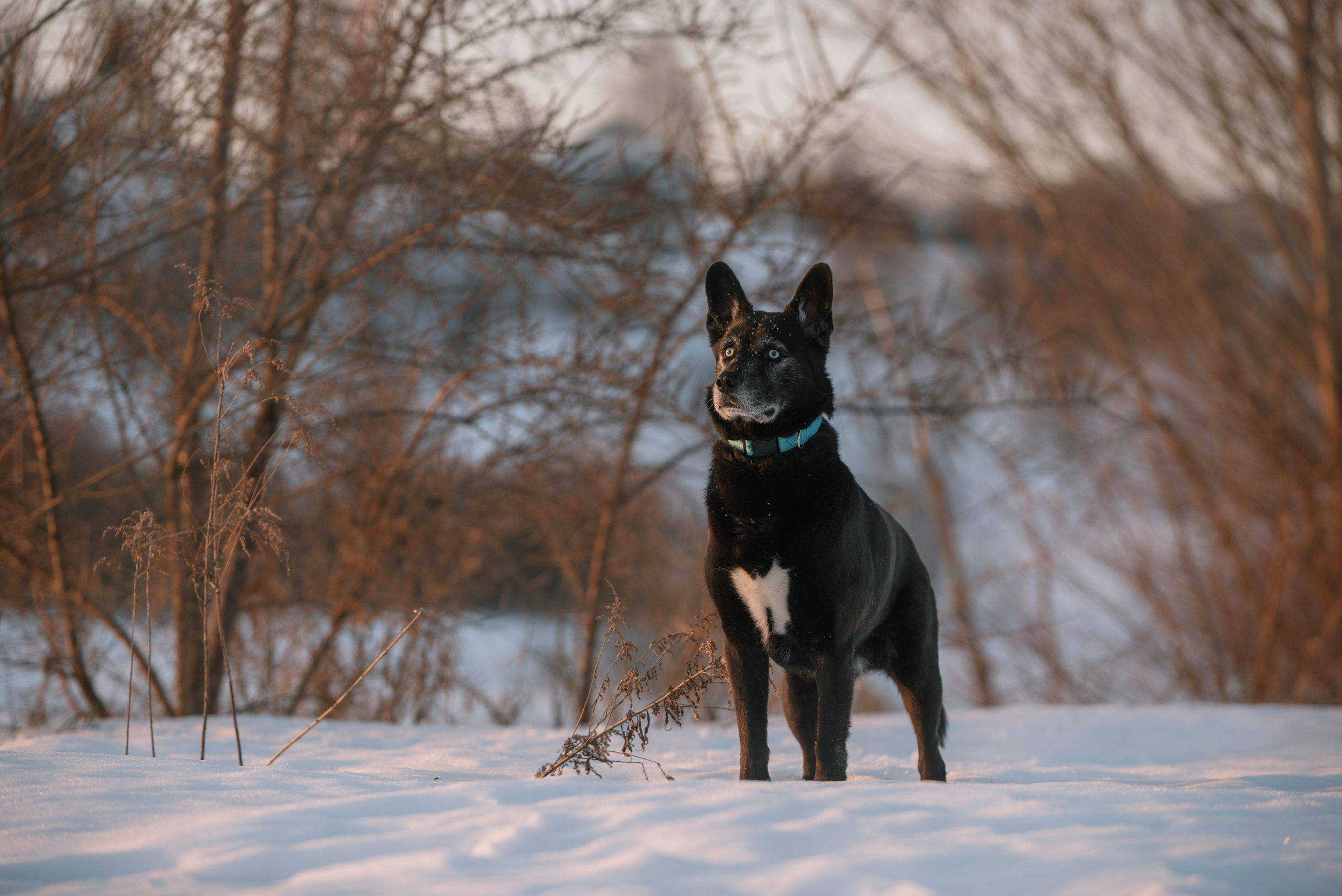 Лариса, Денис и Шепс. Фотограф Анна Тюрина