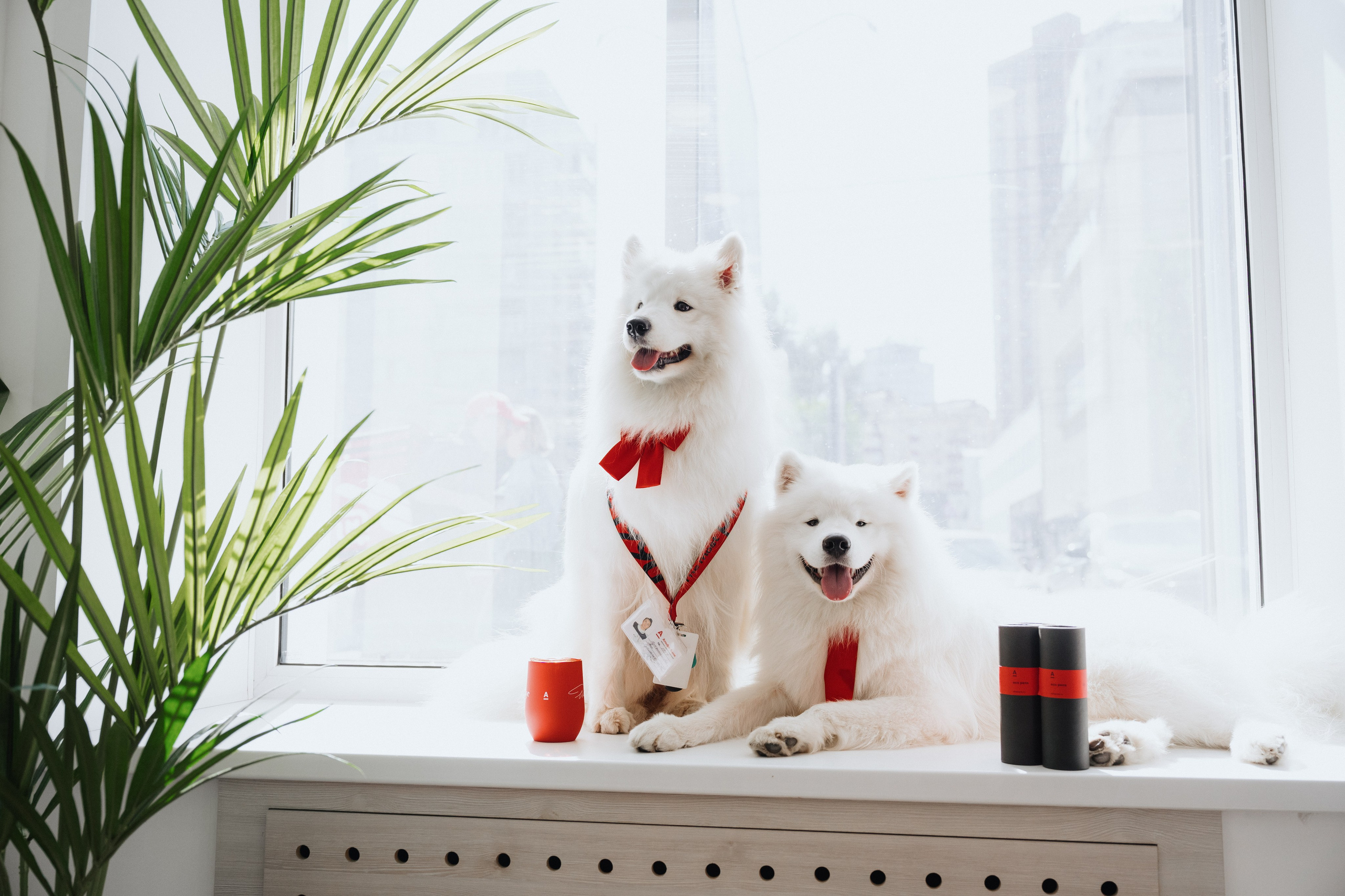 Фотосессия с самоедами