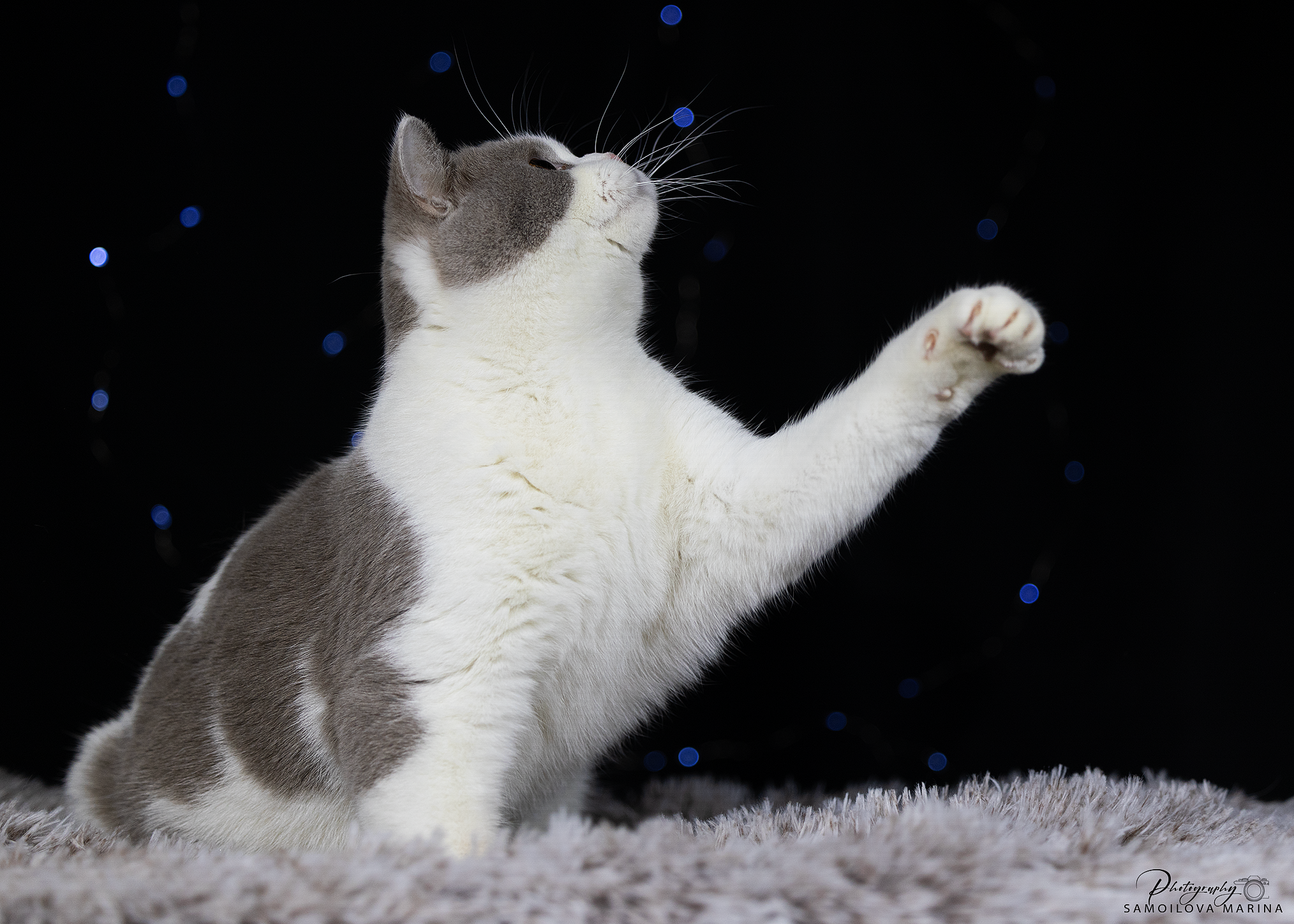 Кошки. Фотограф-анималист в Москве и МО Самойлова Марина