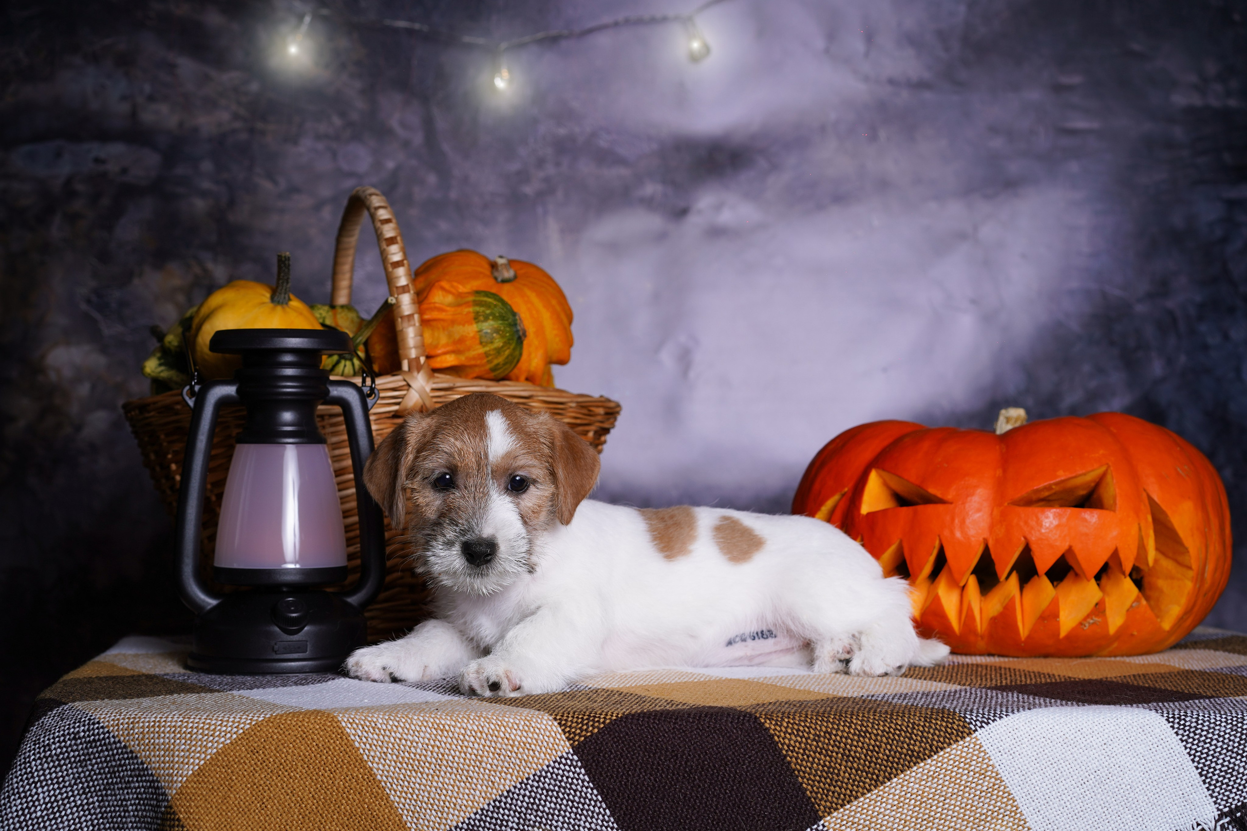 Щенки джек-рассел терьера. Фотограф-анималист в Санкт-Петербурге Яна Мартынова