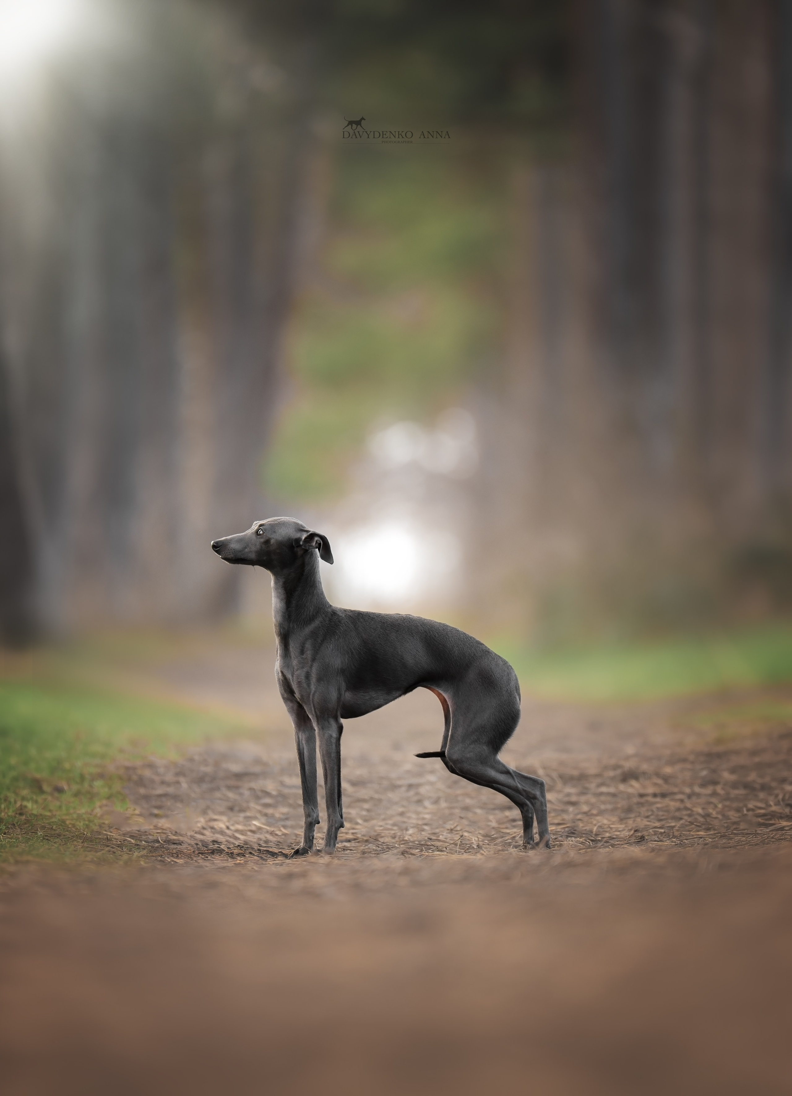 фотосессия собак краснодар выставка собак фотограф анималист сочи левретка хеппи Хистори 