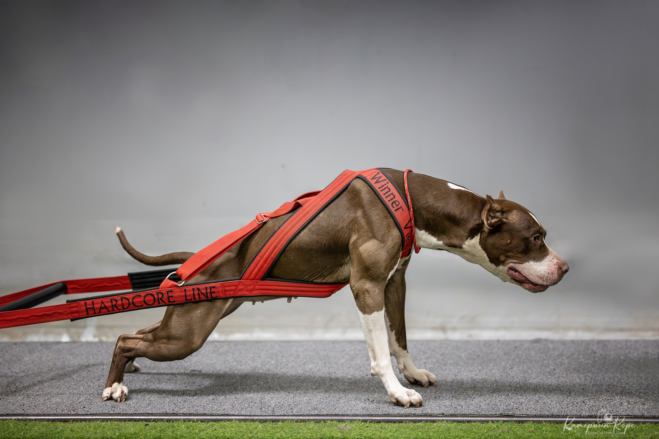 Спорт. Главная