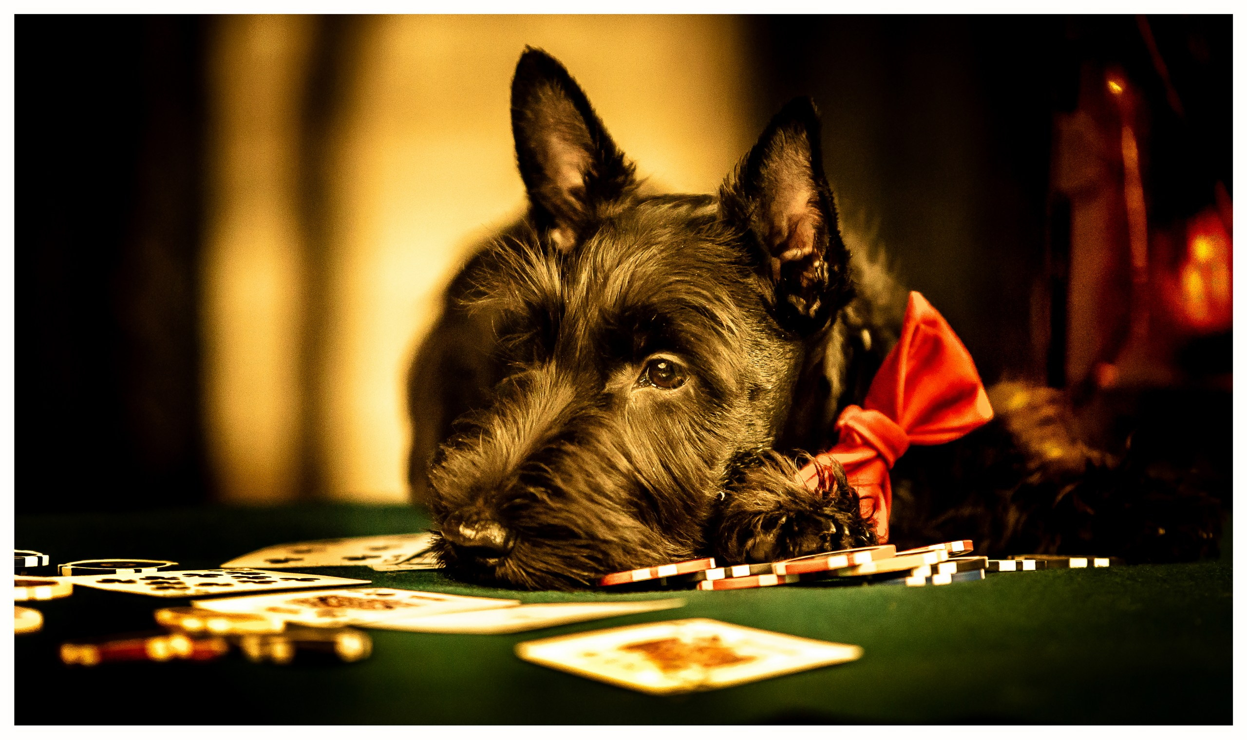 Собаки в студии — галерея NATRIEL