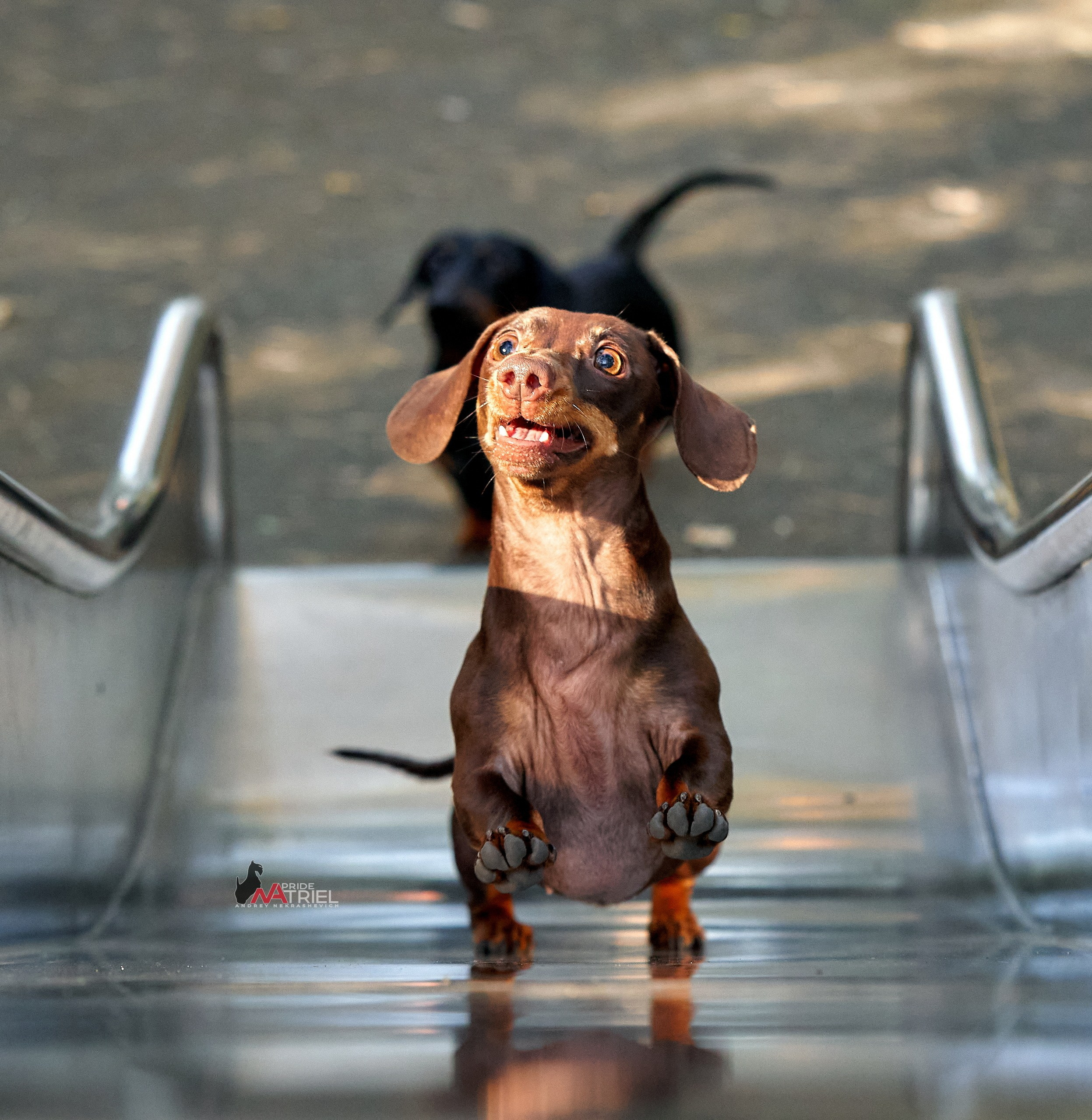 Портреты собак — галерея NATRIEL