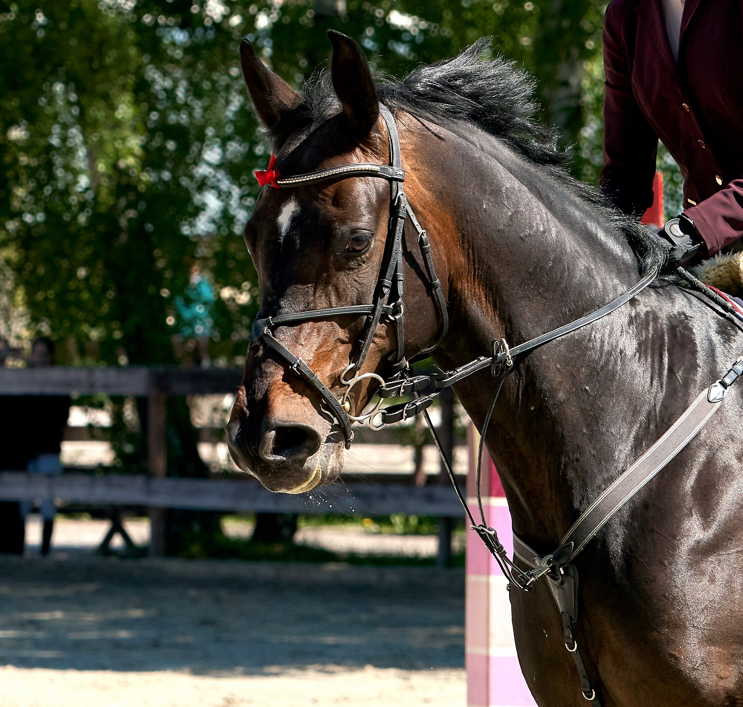 Соревнования на лошадях — галерея NATRIEL