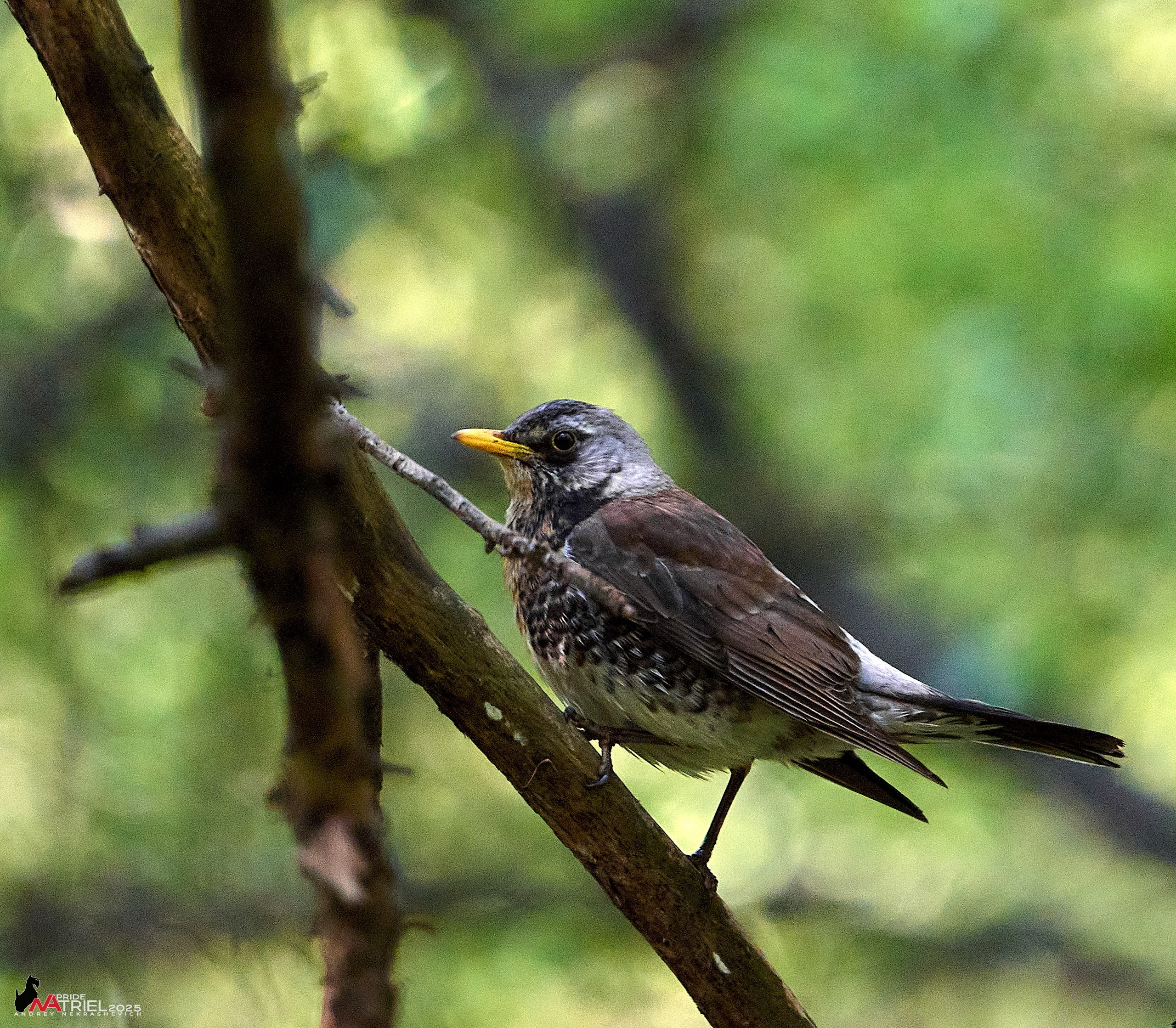 Съемка в майском лесу