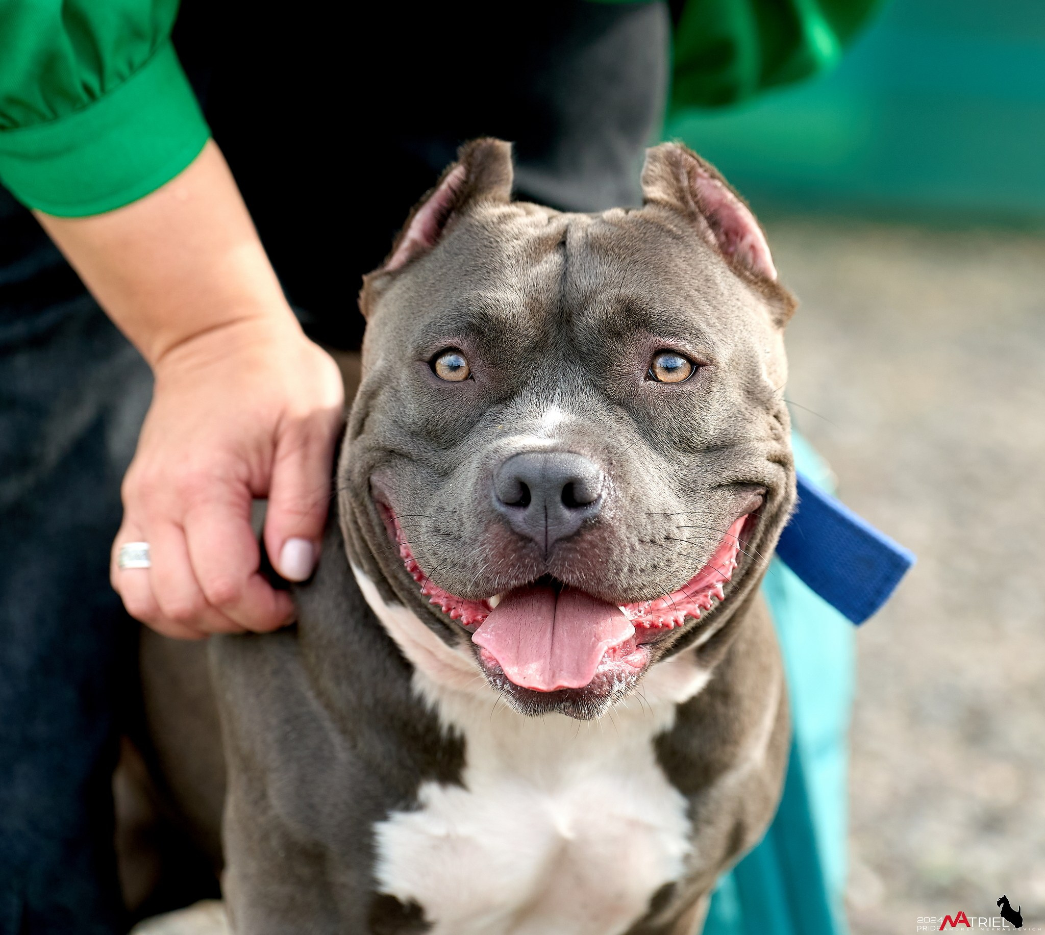 Съемка на выставке в Пёсик-Хаус