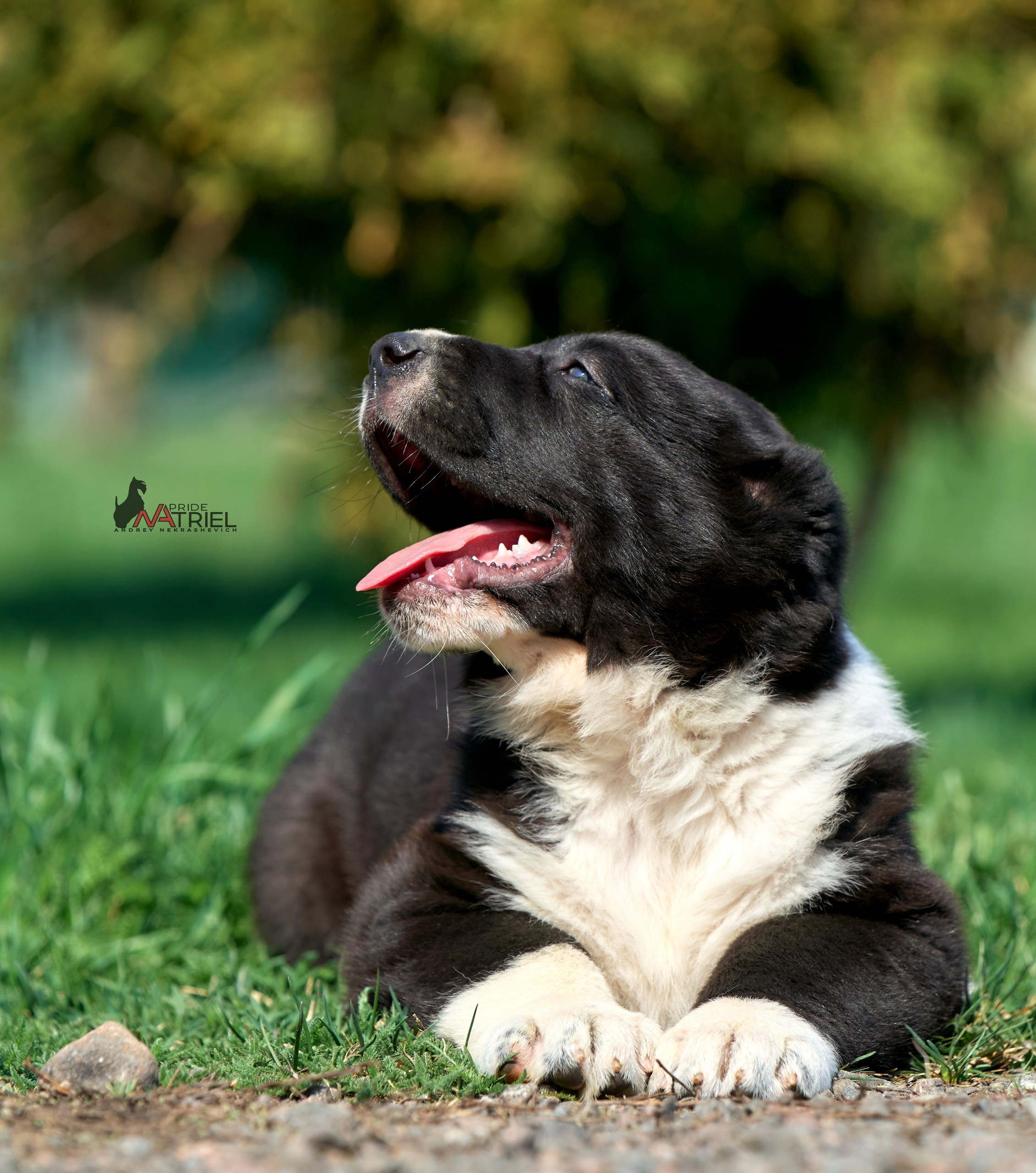 Среднеазиаты — щенки и взрослые