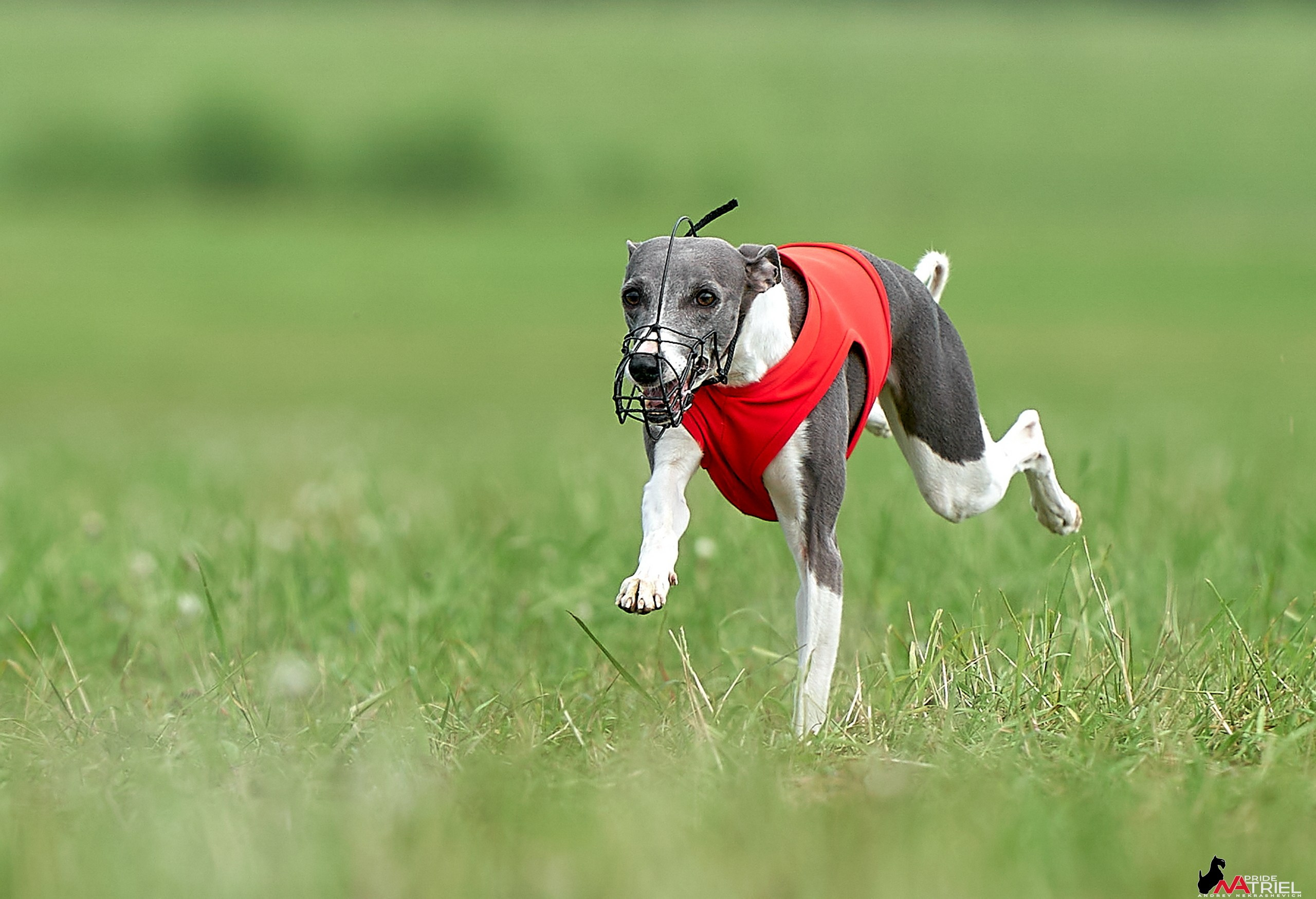 Съемка курсинг — галерея NATRIEL