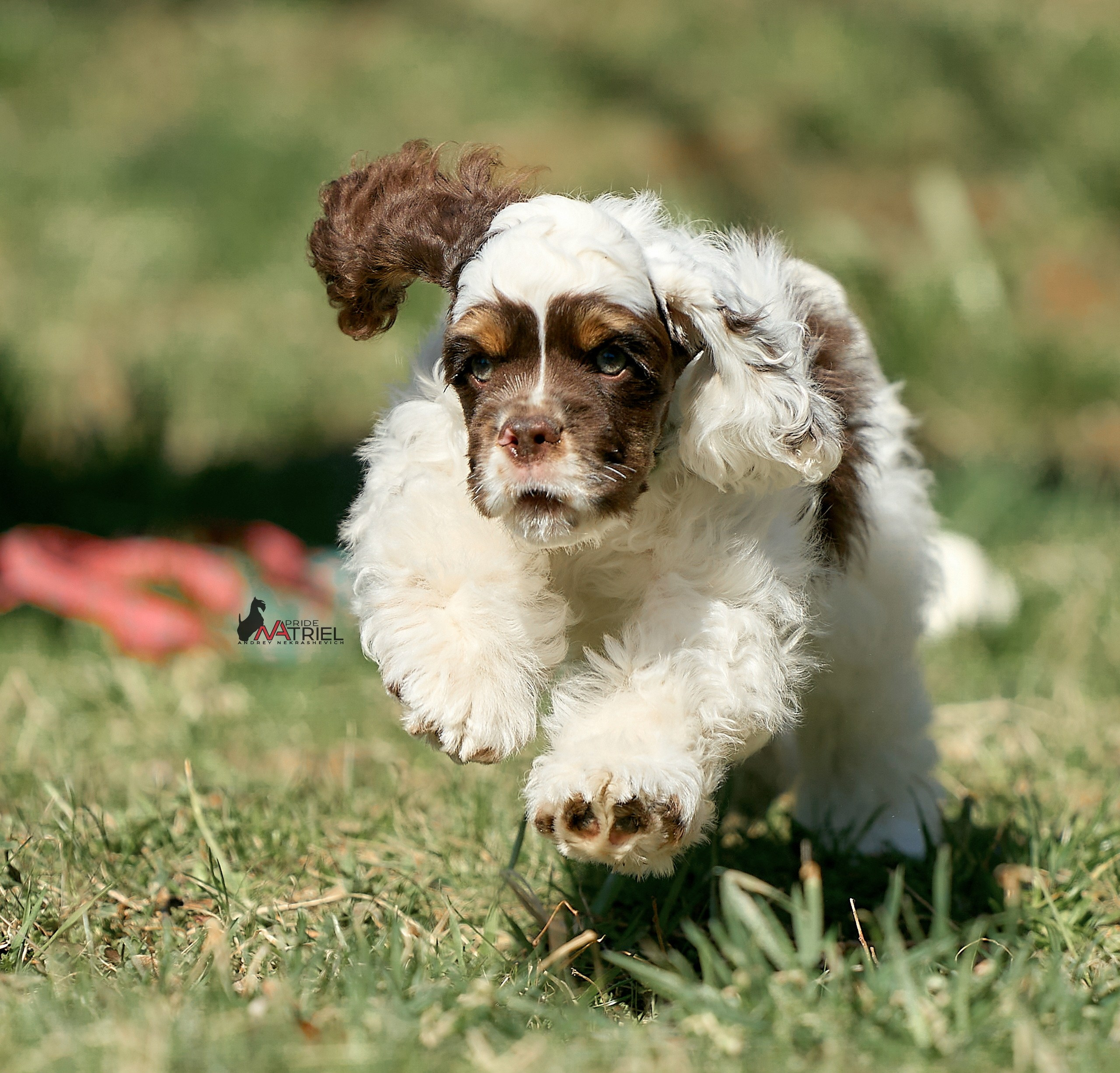Прогулка со щенком