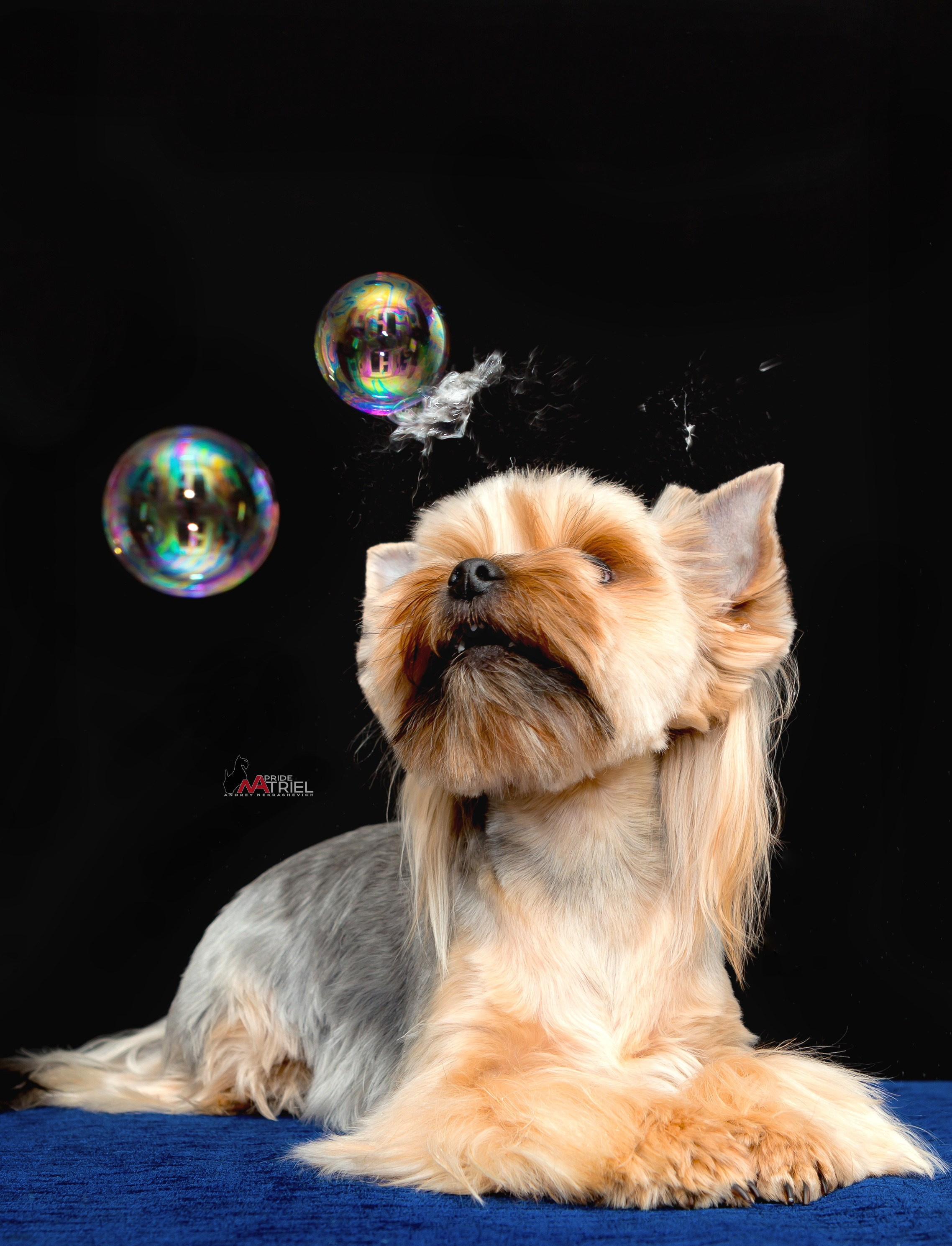 Йоркширский терьер Циля