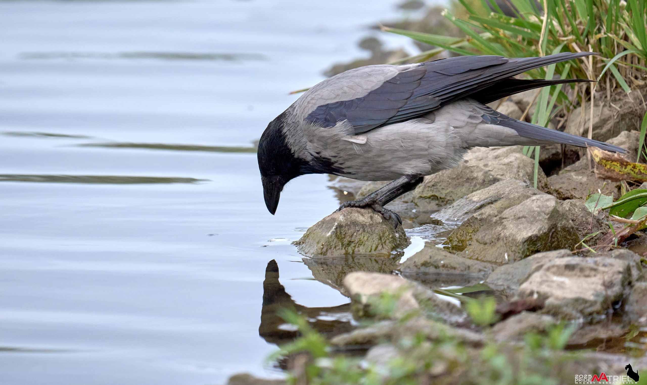 Съемка с объективом Sony 200-600 на камеру Sony A1m2