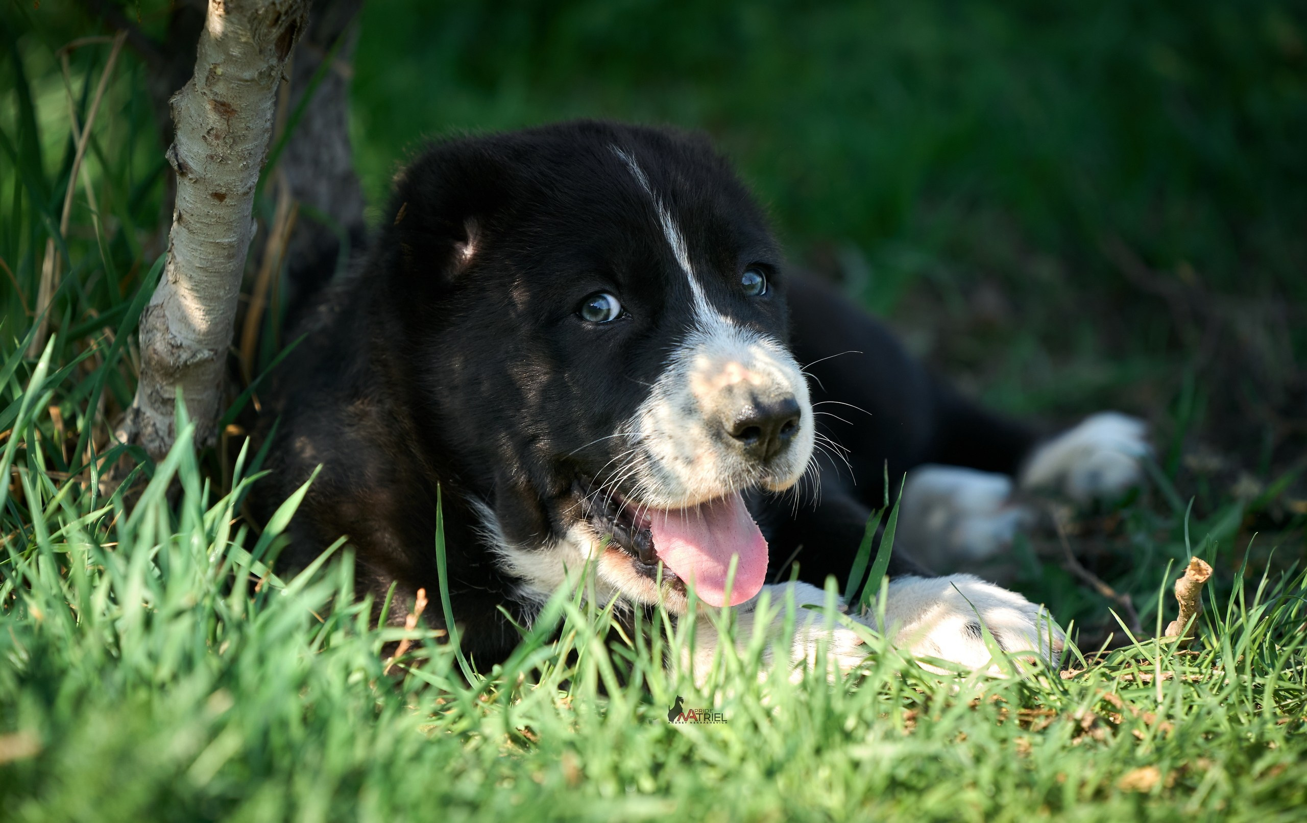 Среднеазиаты — щенки и взрослые
