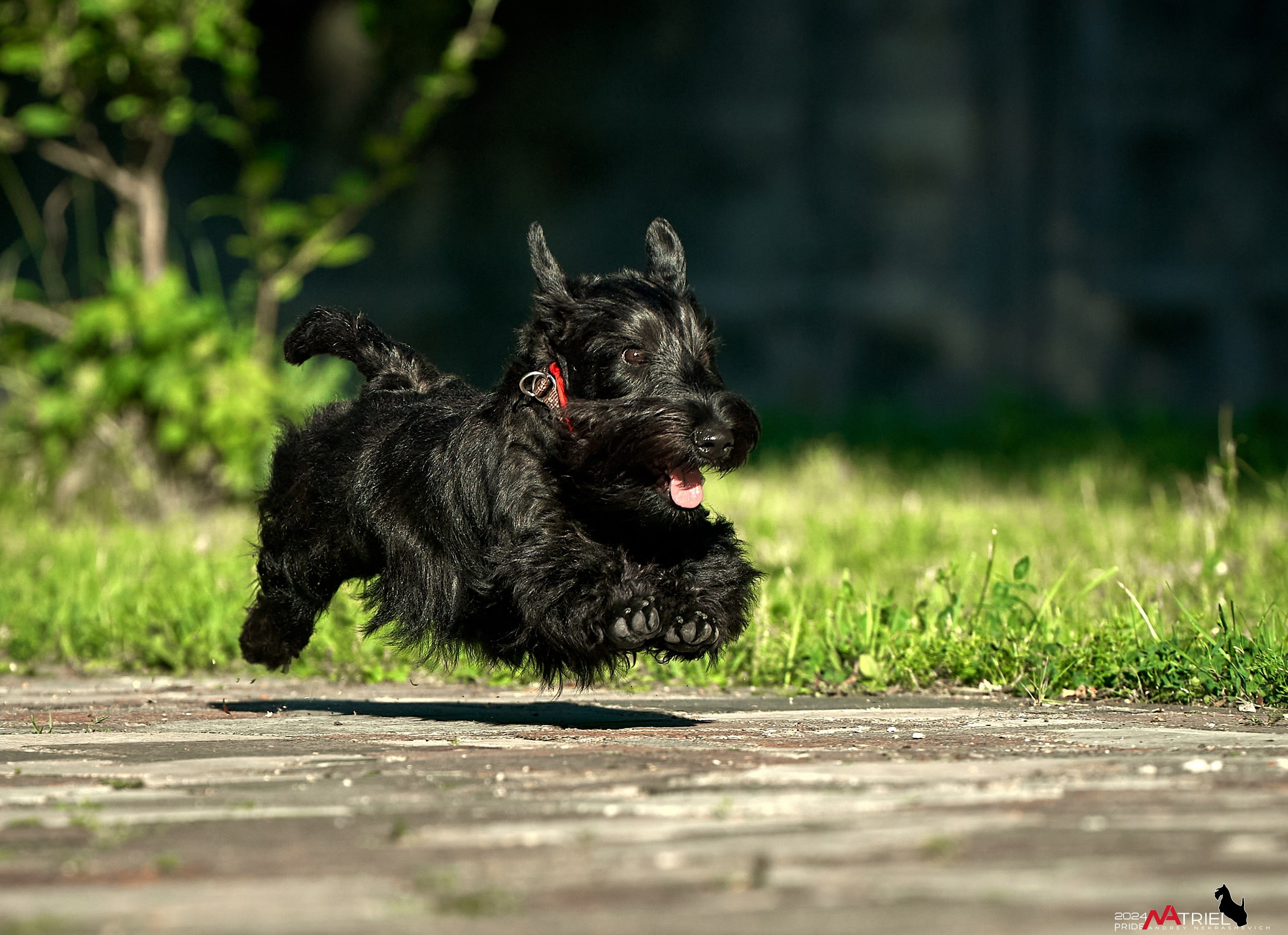 Семейная фотопрогулка с собаками