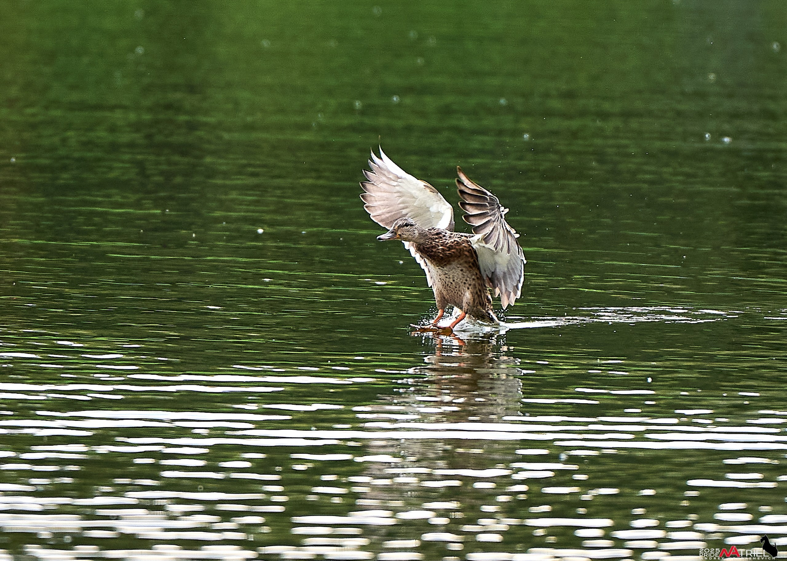 Утки на пруду