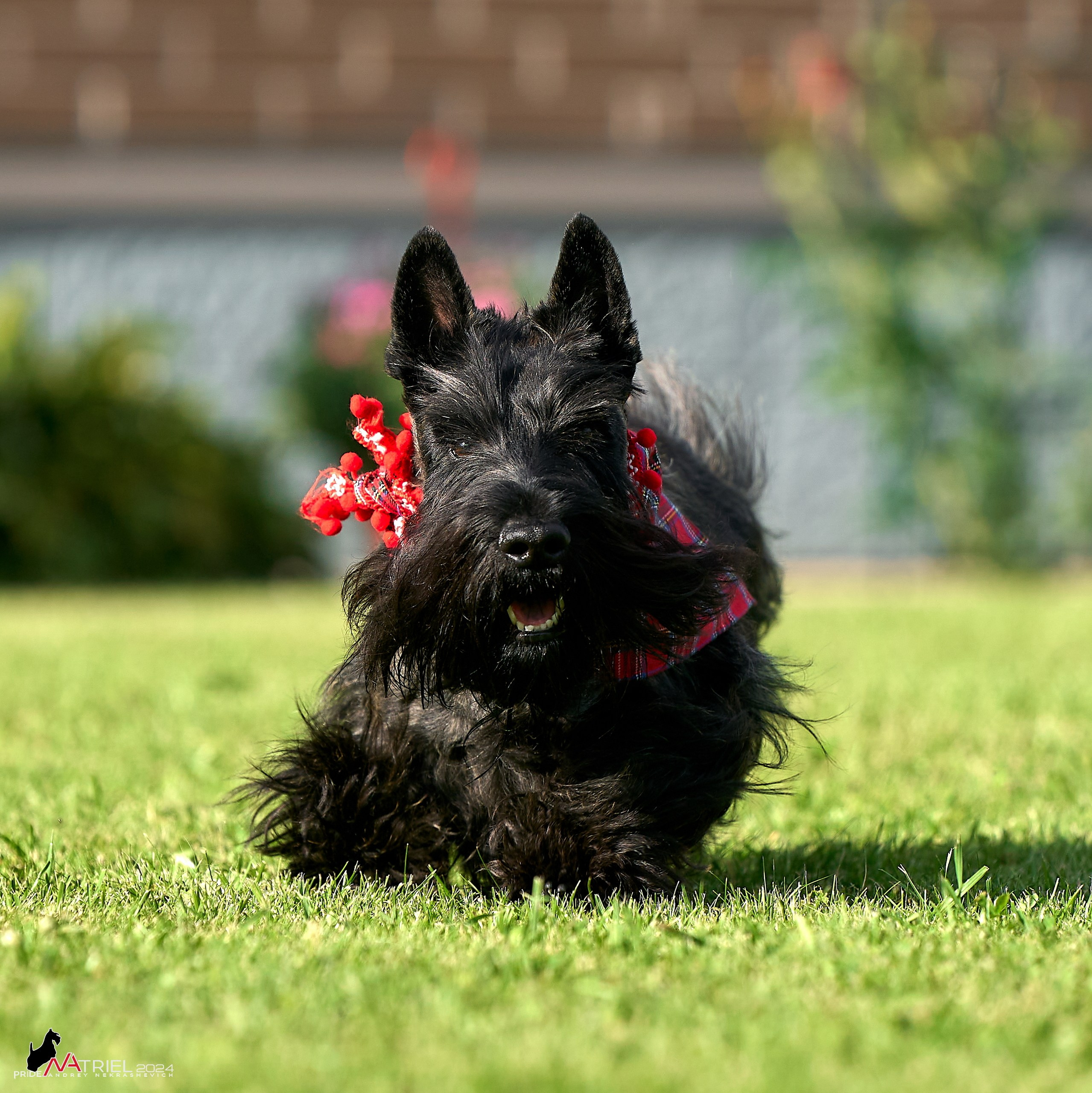 Скотчесемья «ИмпериалИти»