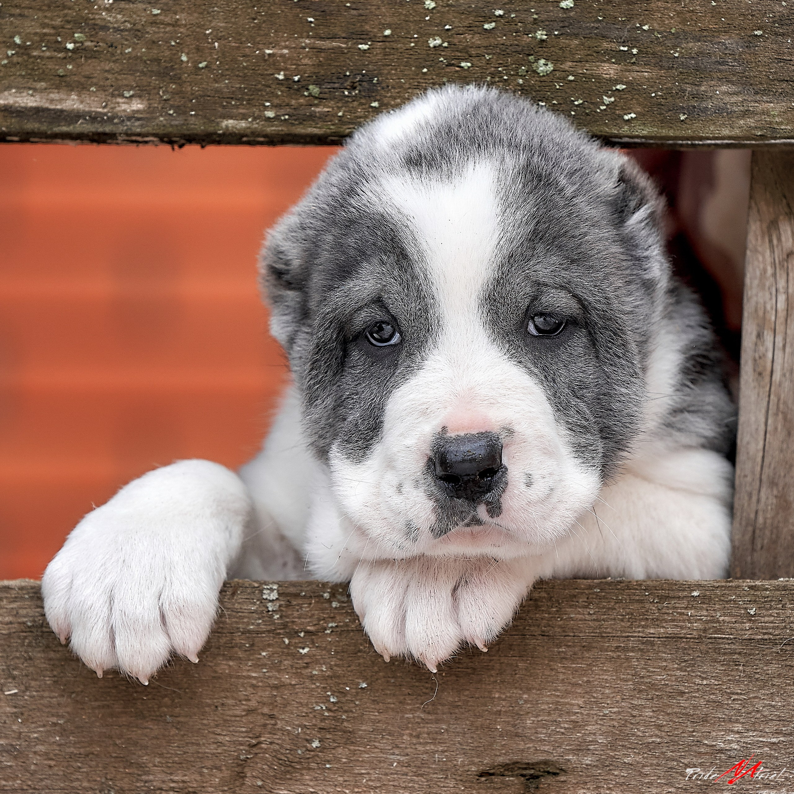 Щенки на прогулке — галерея NATRIEL