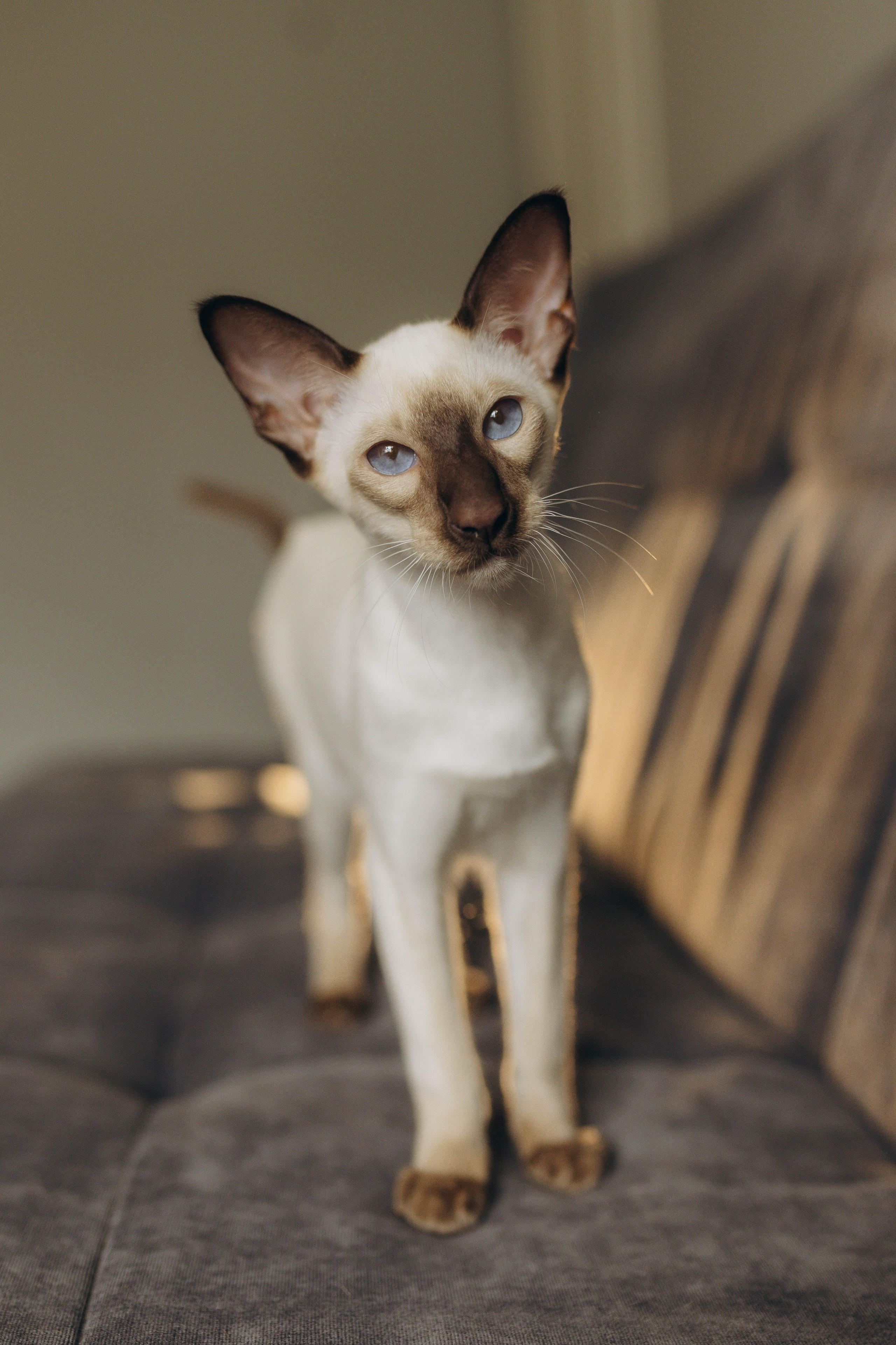 Аня, Костя и котики. Фотограф Саратов