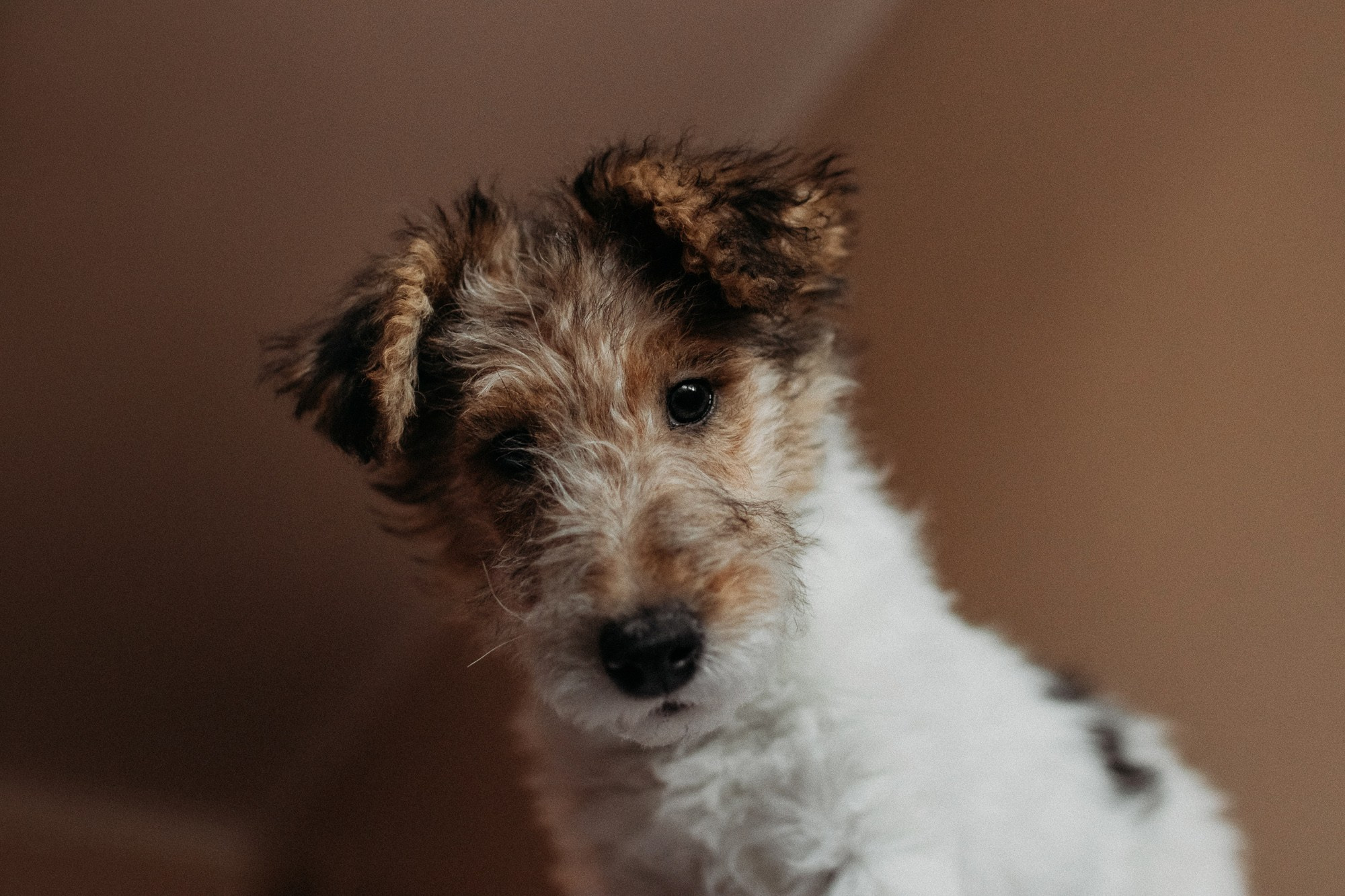 Ребята и фоксы. Фотограф Наталья Потапова