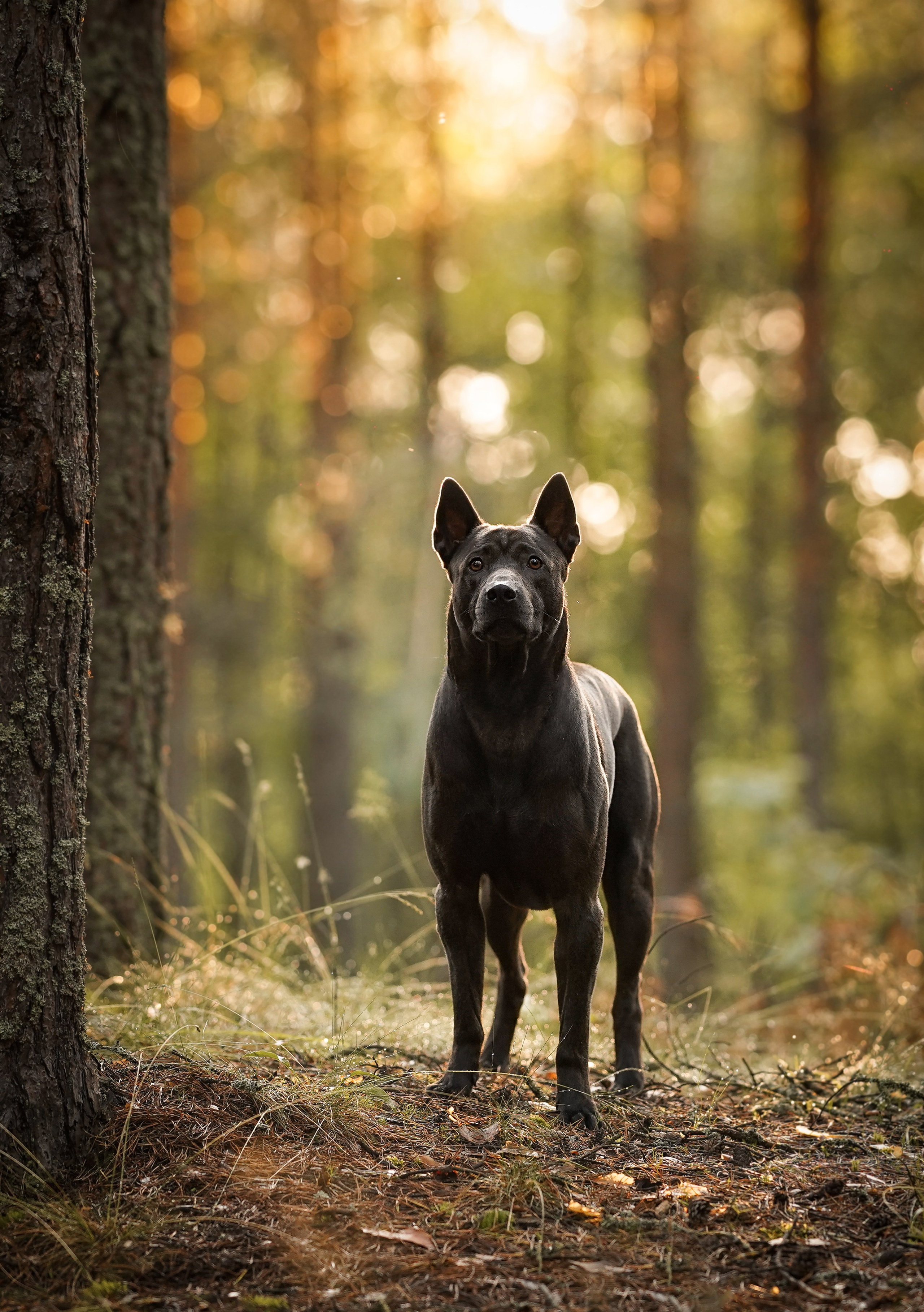 Вероника и Адам. Фотограф-анималист в Санкт-Петербурге Яна Мартынова