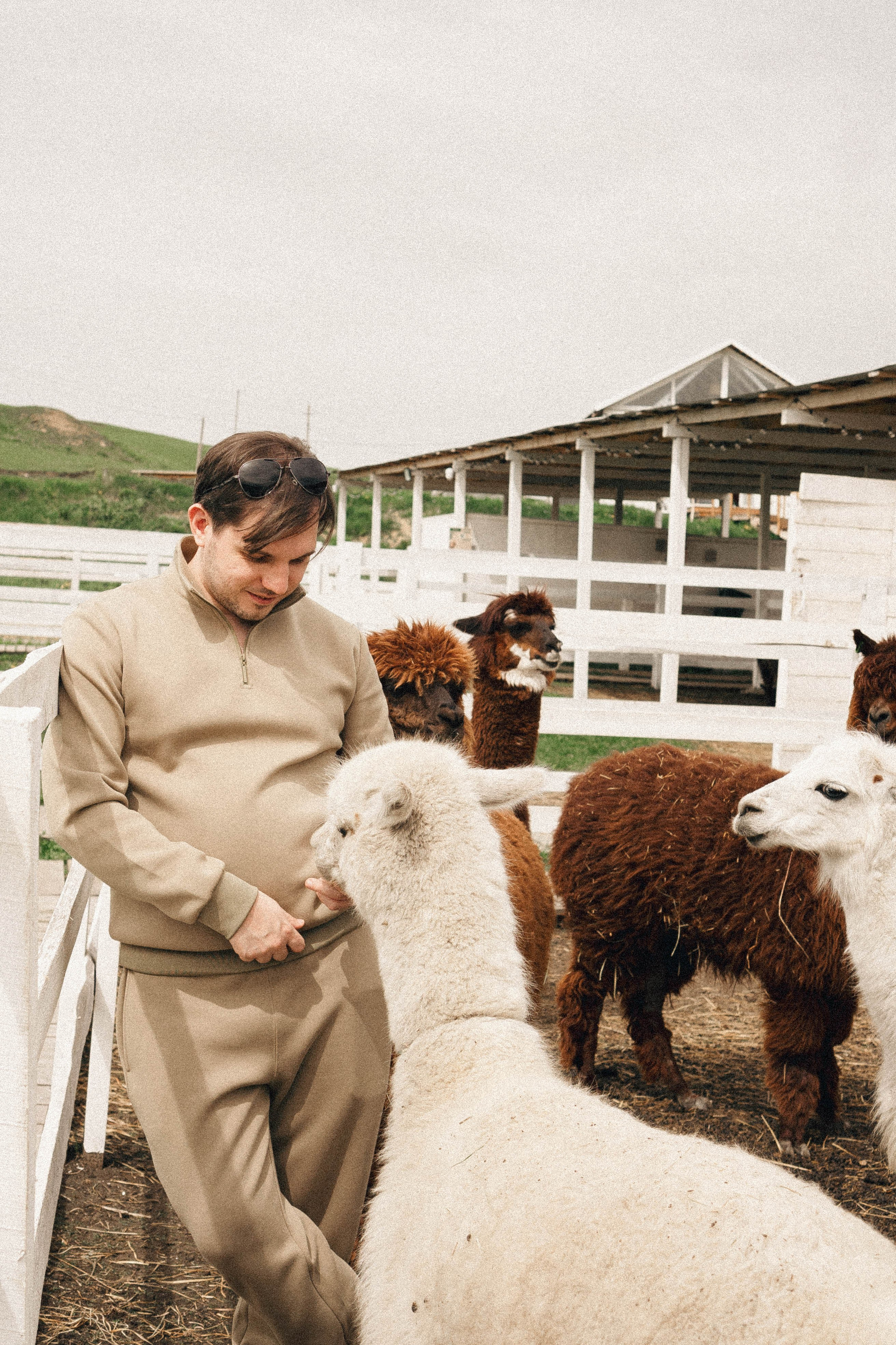 Ферма Альпак. Профессиональный фотограф, Санкт-Петербург — Виктория Богомолова