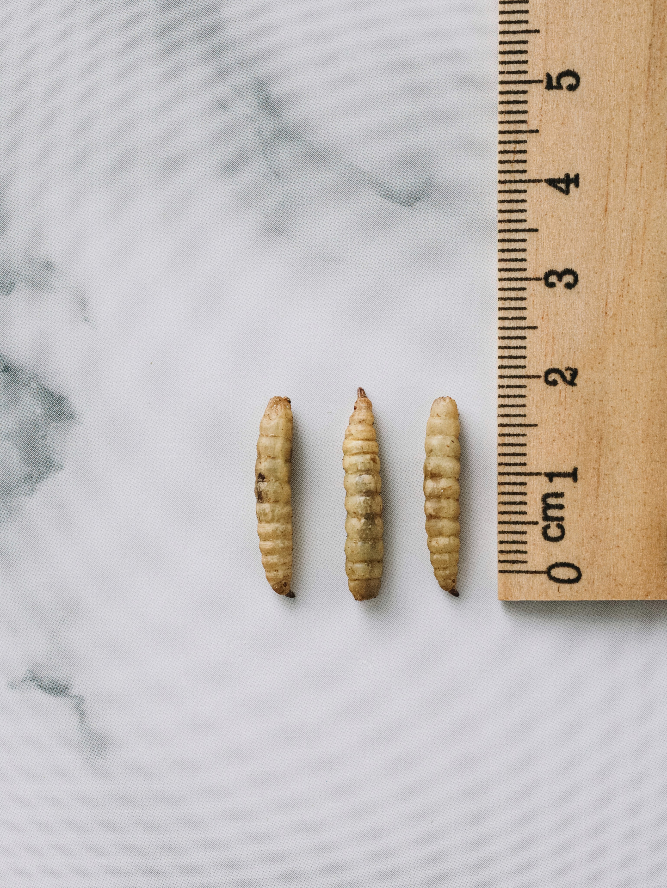 Корм для животных. Алёна Стерхова — Предметный и портретный фотограф. Ижевск